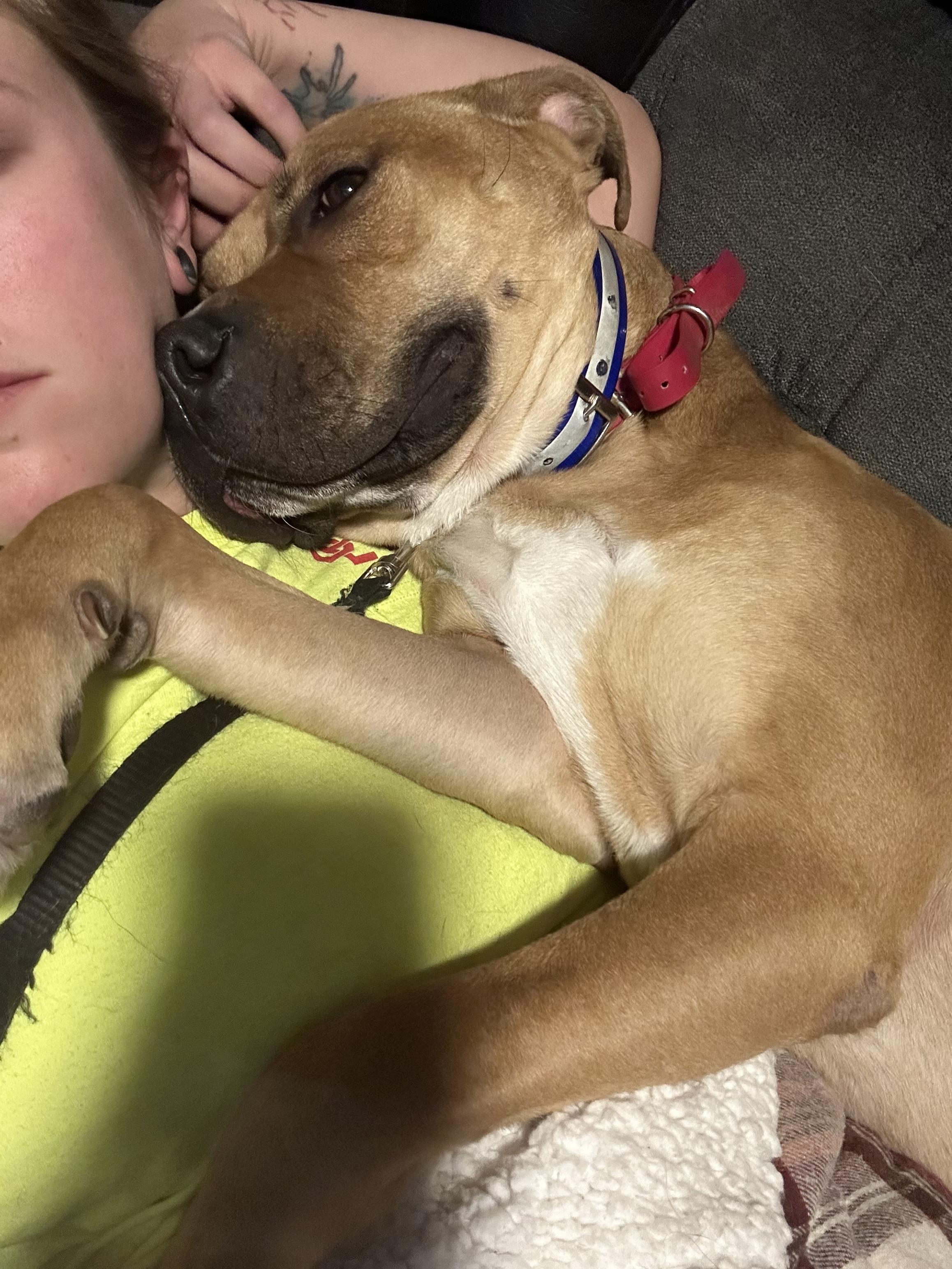 Enlarge Fritz, a ADOPTABLE mixed breed in Indianapolis, IN image 3/4