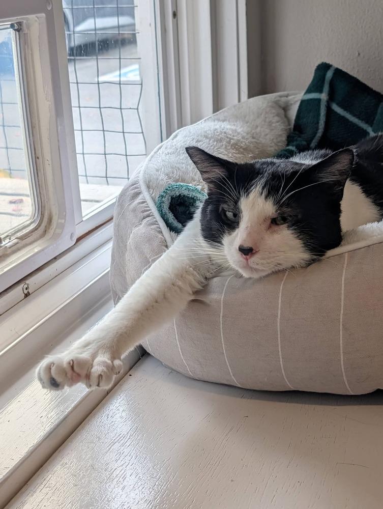 Toebias, Adoptable, Adult Male Domestic Short Hair.