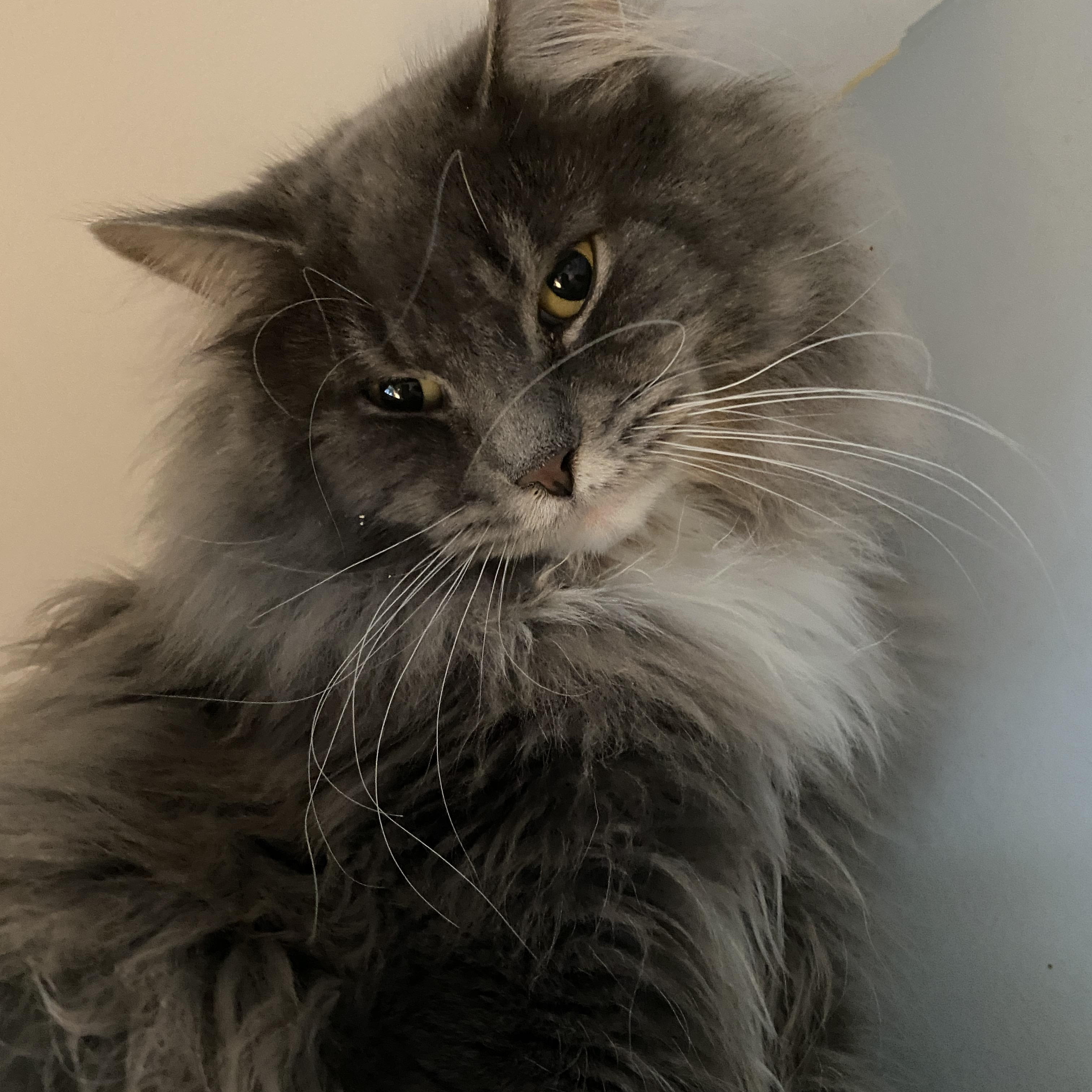 Enlarge Cherry Garcia, a Adoptable Domestic Medium Hair in Salisbury, MA image 4/6