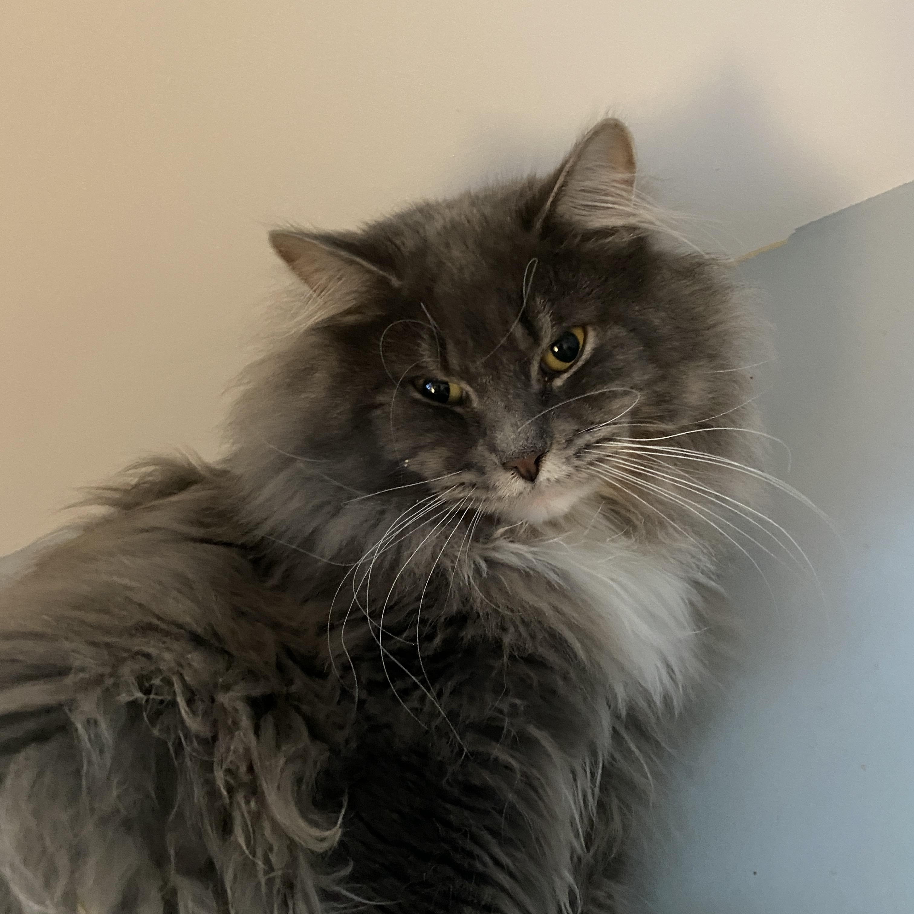 Cherry Garcia, Adoptable, Adult Male Domestic Medium Hair.