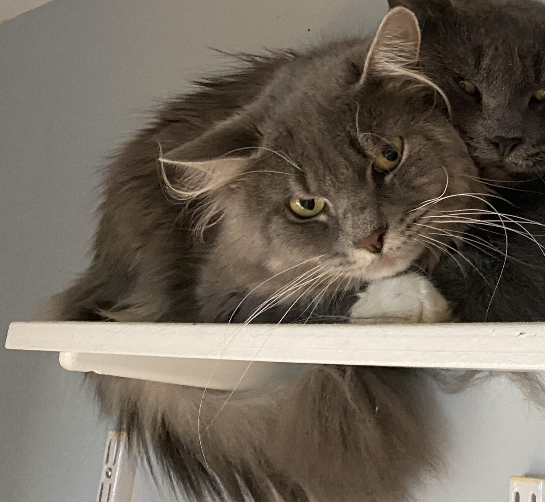 Cherry Garcia, Adoptable, Adult Male Domestic Medium Hair.