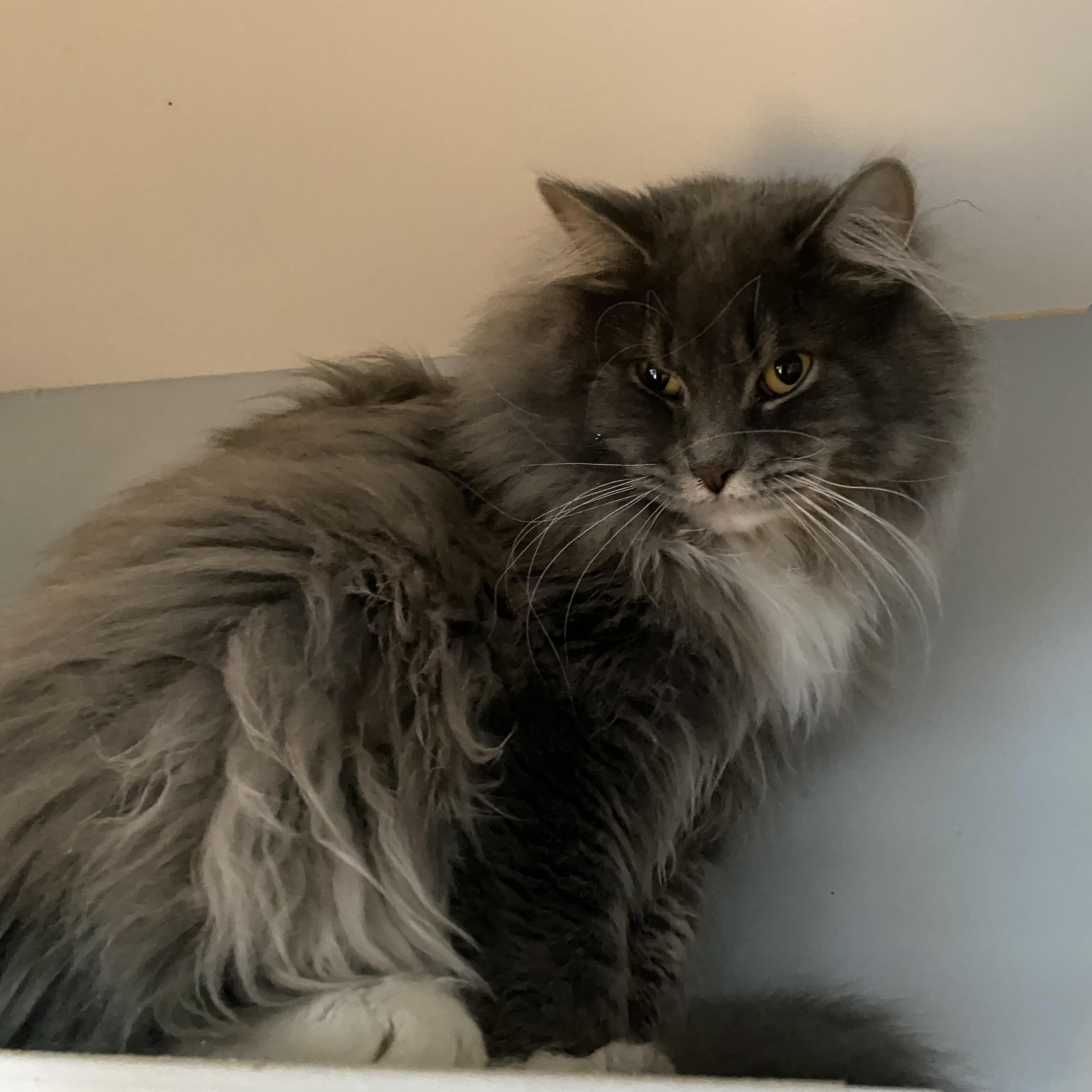 Enlarge Cherry Garcia, a Adoptable Domestic Medium Hair in Salisbury, MA image 6/6