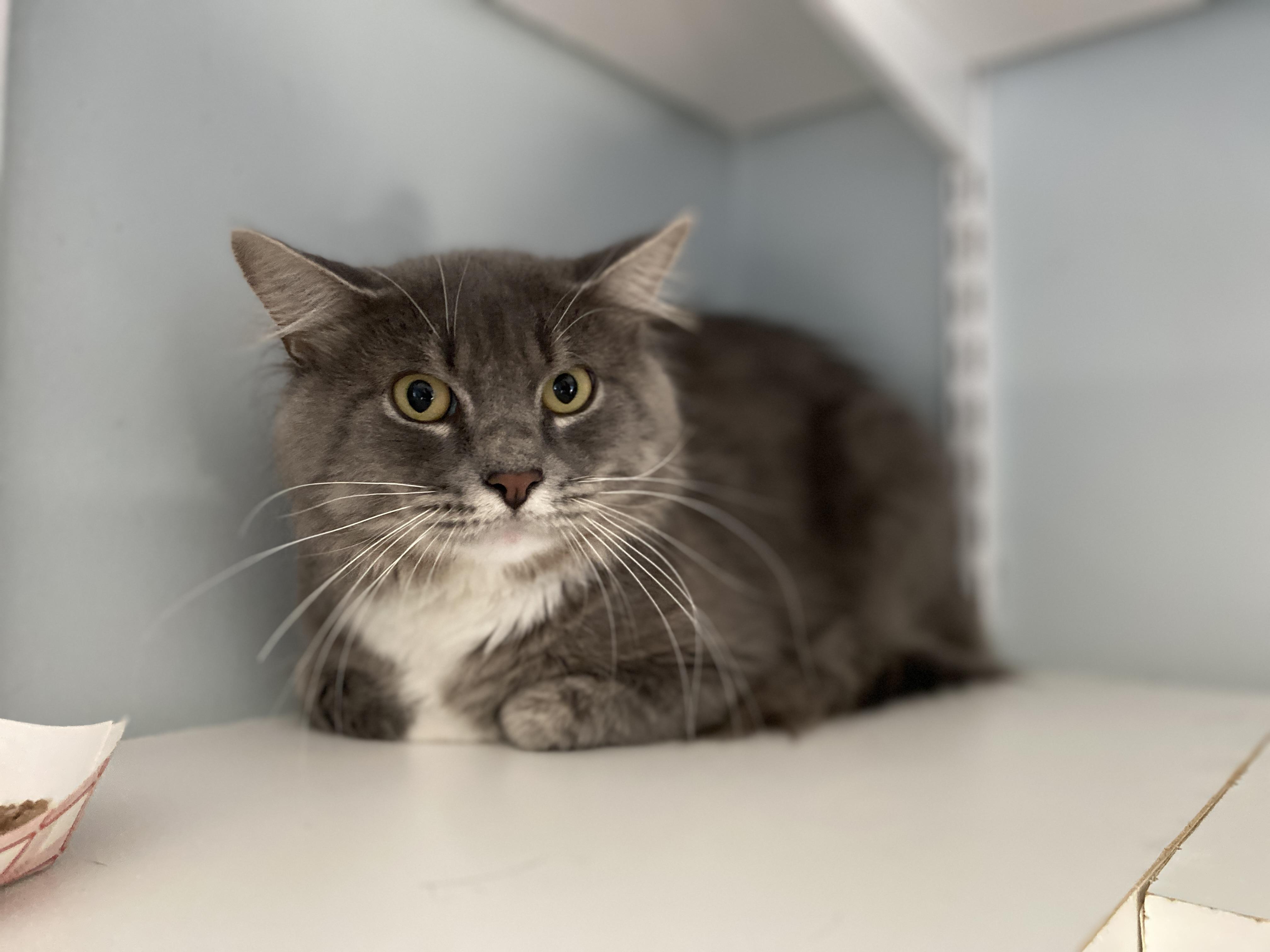 Enlarge Cherry Garcia, a Adoptable Domestic Medium Hair in Salisbury, MA image 2/6