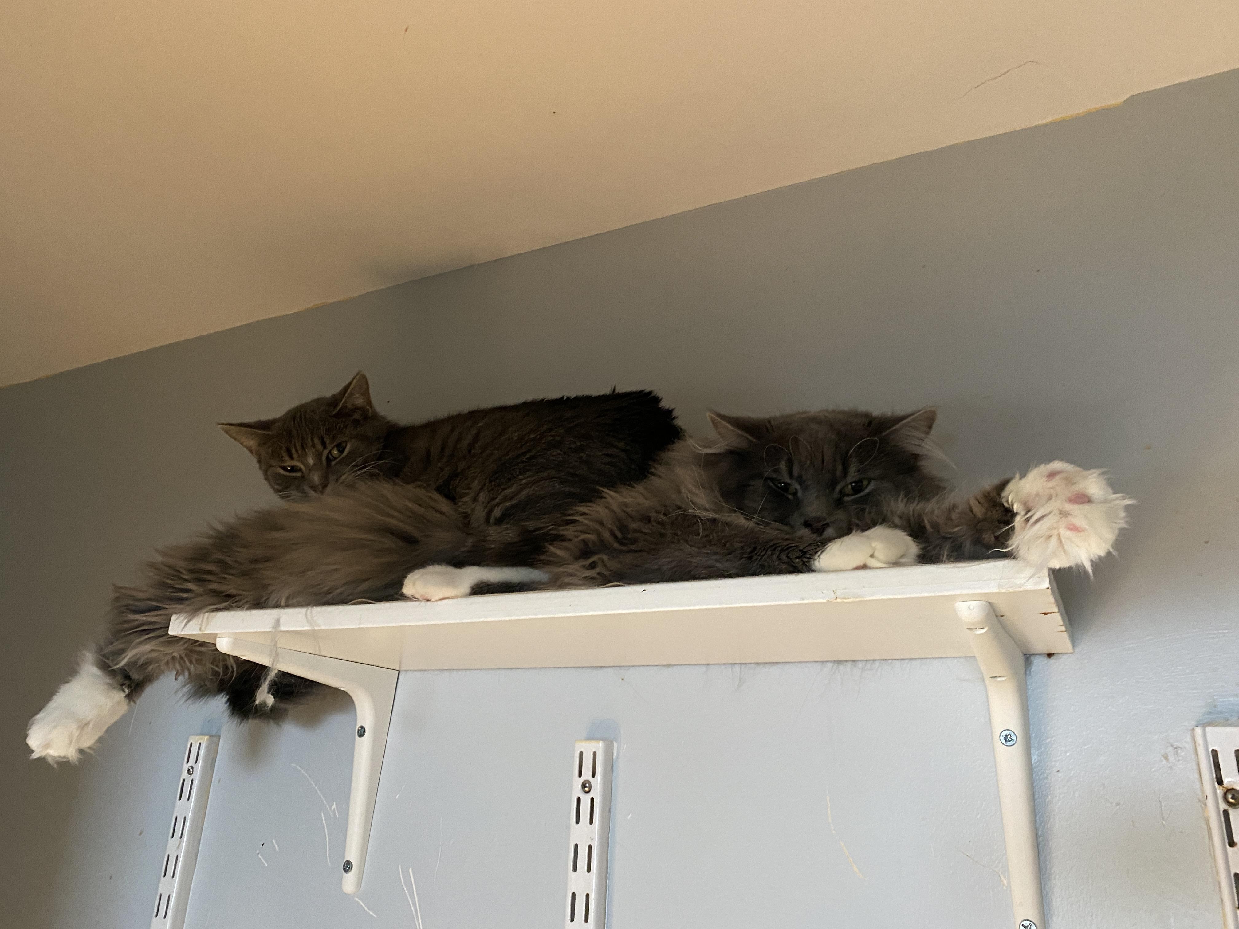 Enlarge Cherry Garcia, a Adoptable Domestic Medium Hair in Salisbury, MA image 3/6