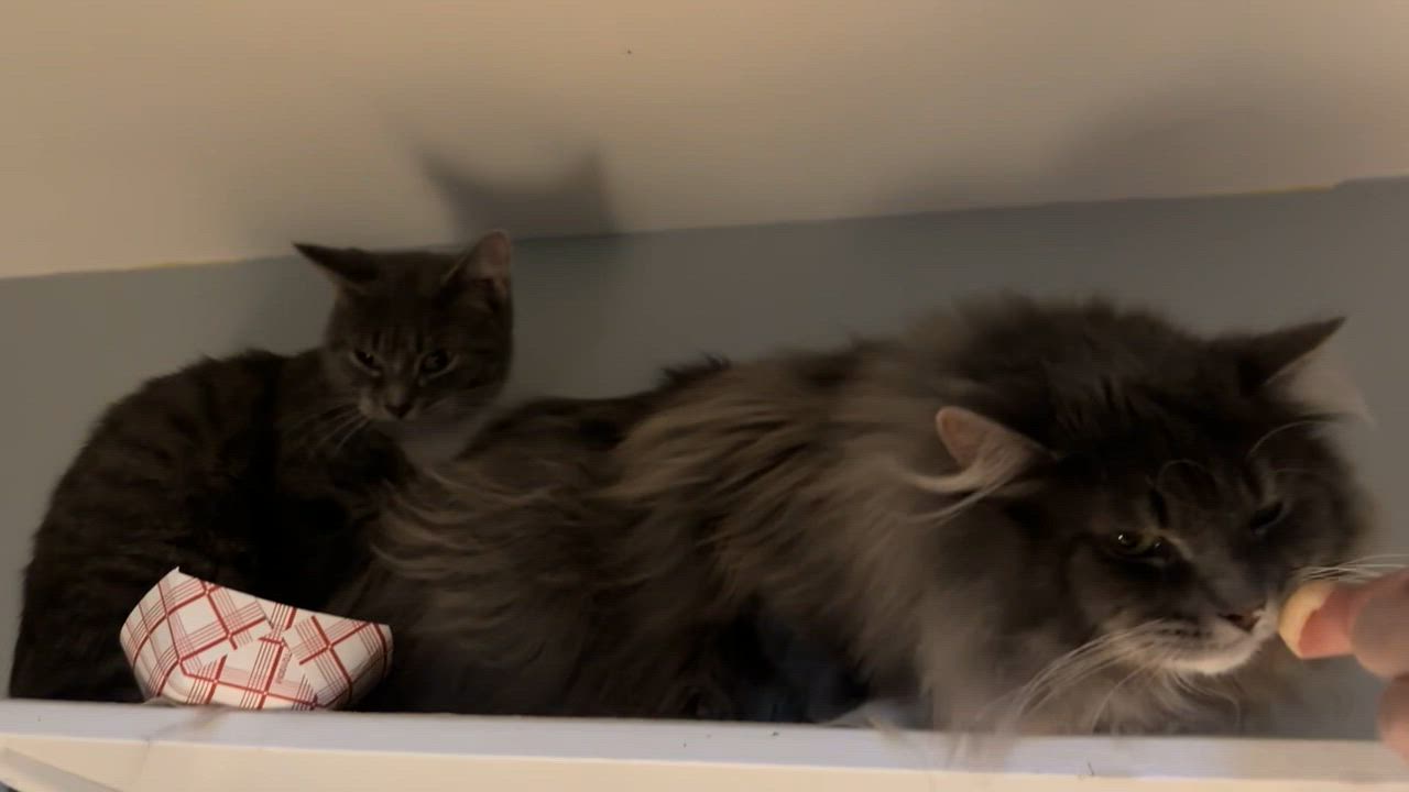 Enlarge Cherry Garcia, an adopted Domestic Medium Hair in Salisbury, MA video 6/6