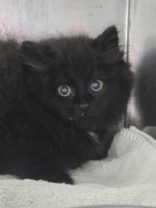 OohLaLa, Adoptable, Adult Female Domestic Long Hair & Domestic Short Hair.