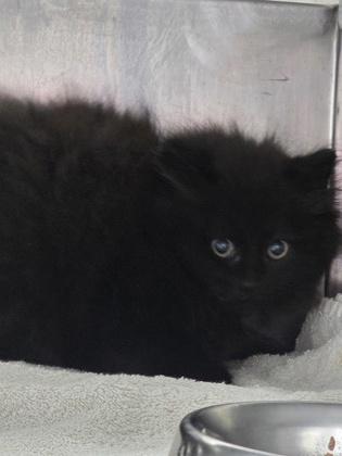 Enlarge OohLaLa, a Adoptable mixed breed in Simcoe, ON image 2/3