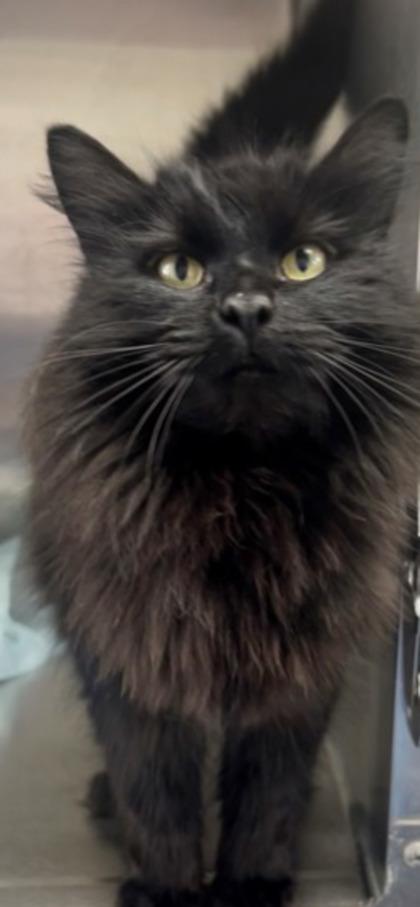 Enlarge OohLaLa, a Adoptable mixed breed in Simcoe, ON image 3/3