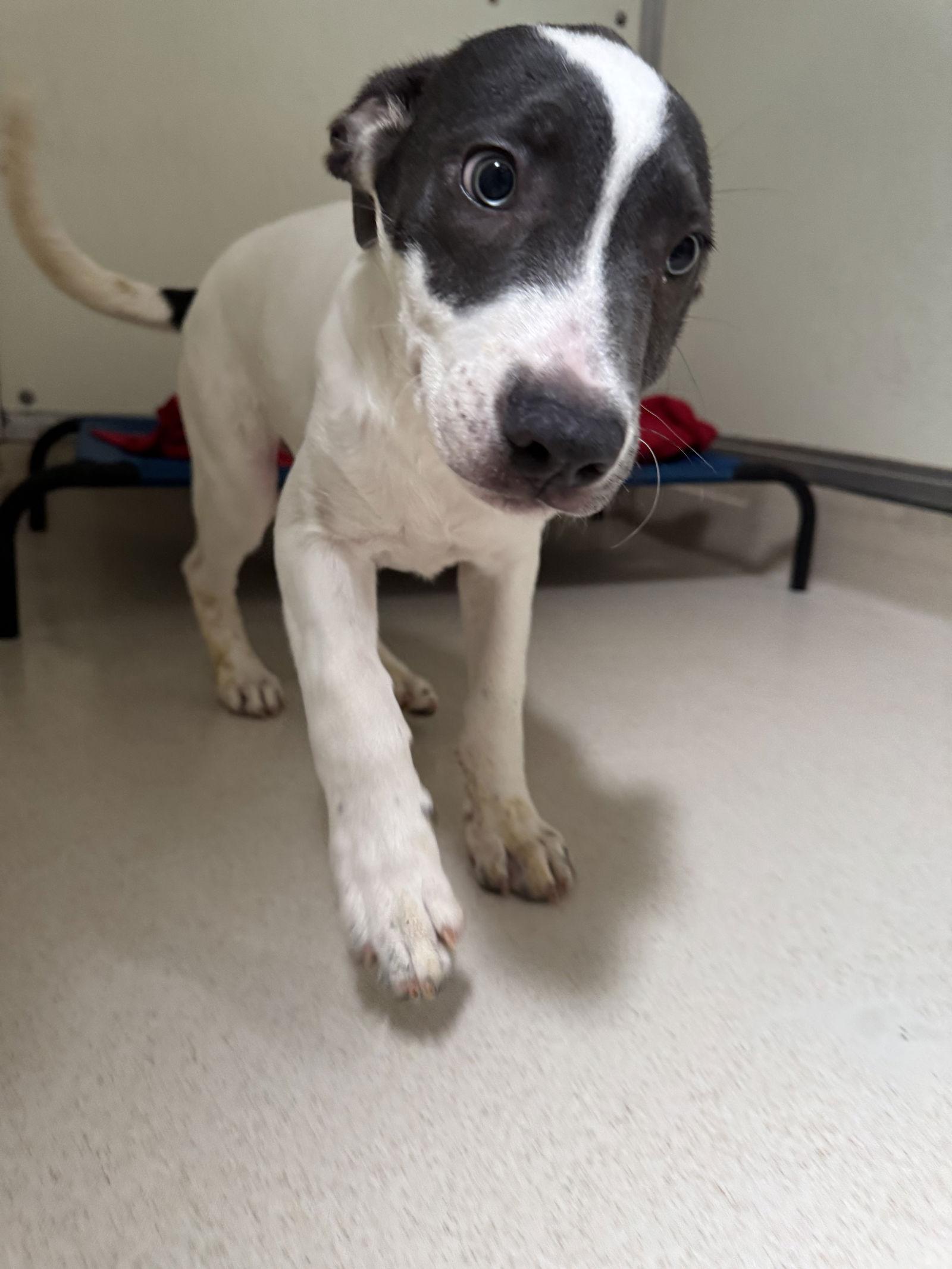 Enlarge Roux, a Adopted mixed breed in Sanford, FL image 1/3