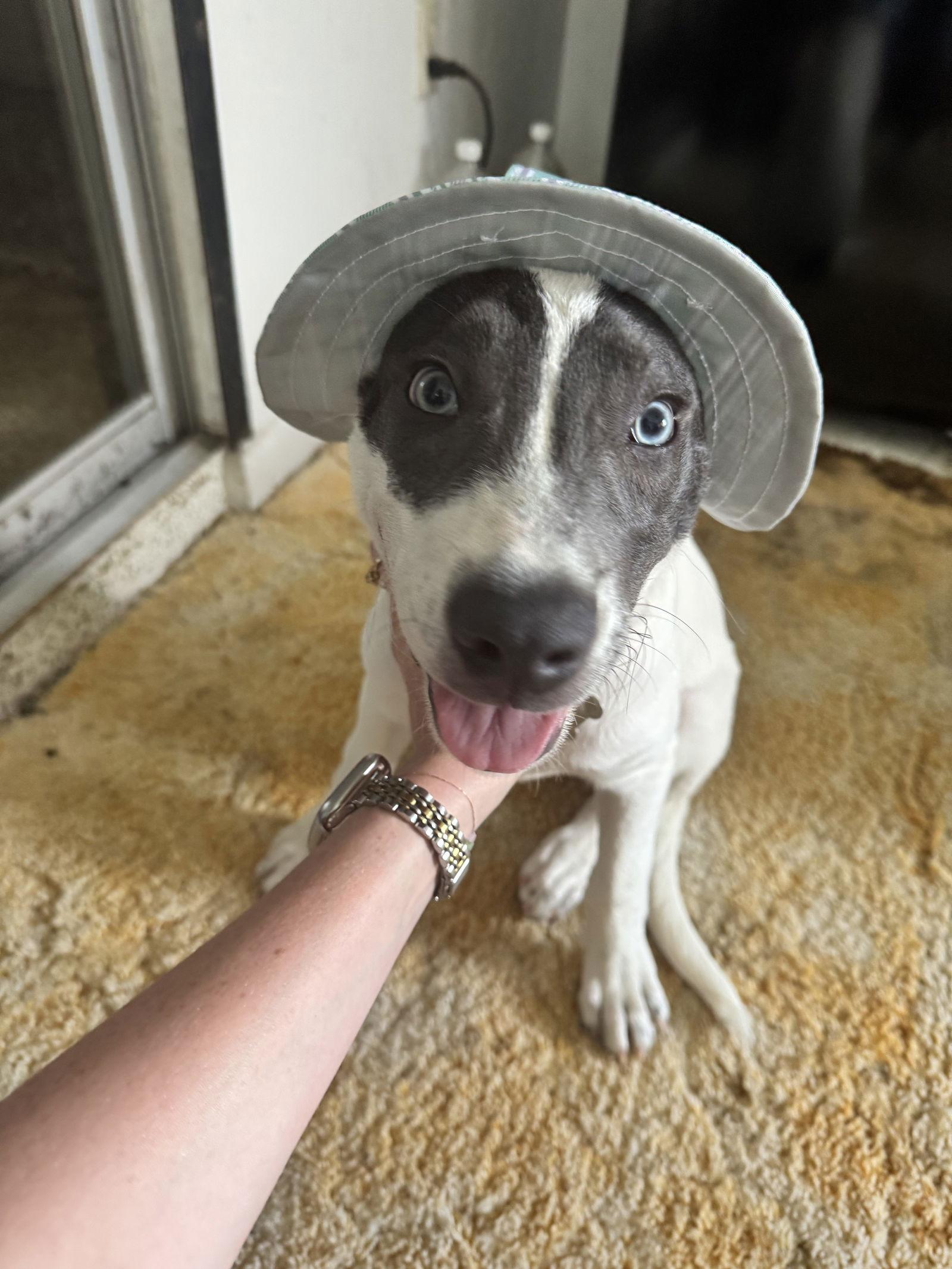 Enlarge Roux, a Adopted mixed breed in Sanford, FL image 2/3