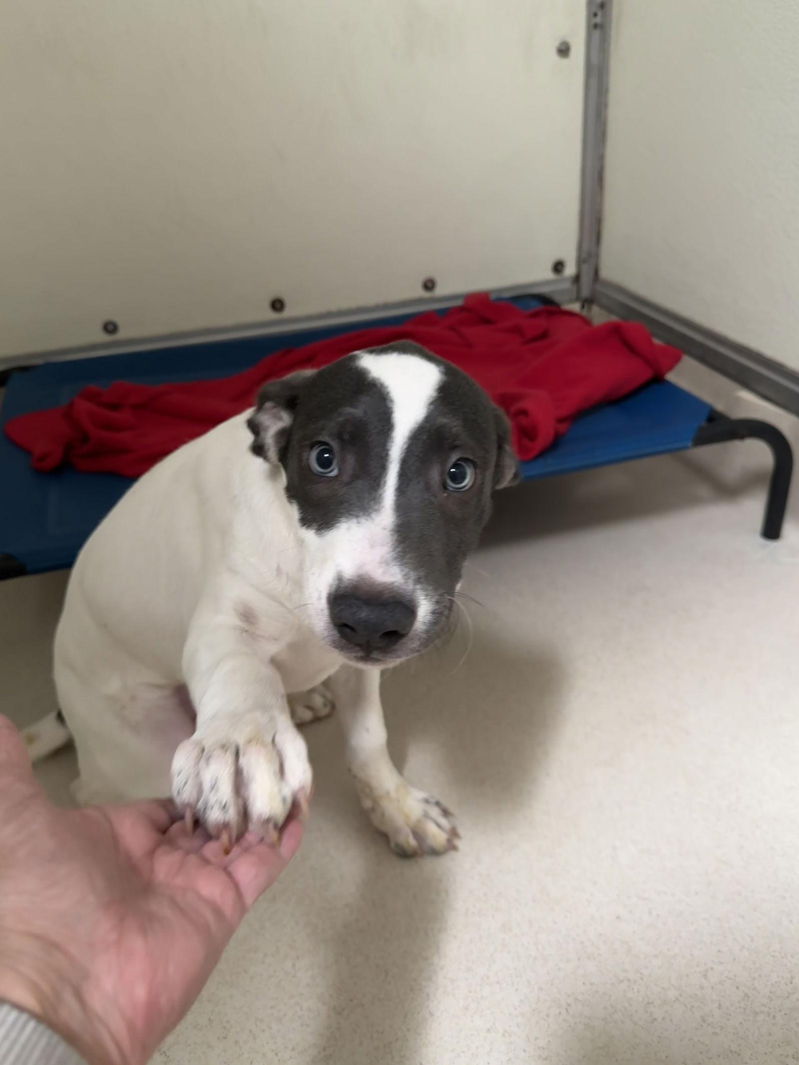 Enlarge Roux, a Adopted mixed breed in Sanford, FL image 3/3