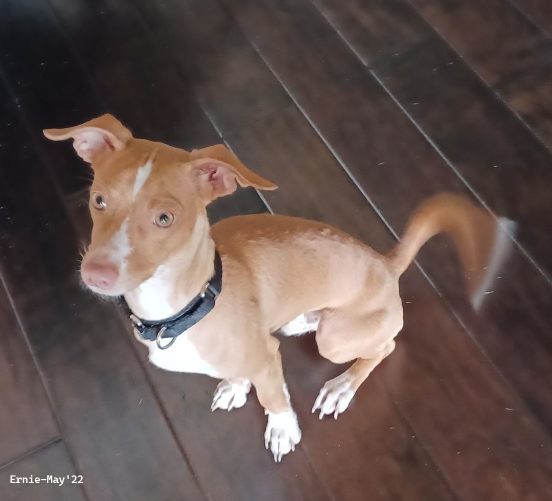 Enlarge Ernie , a Adopted mixed breed in Cypress, TX image 1/4