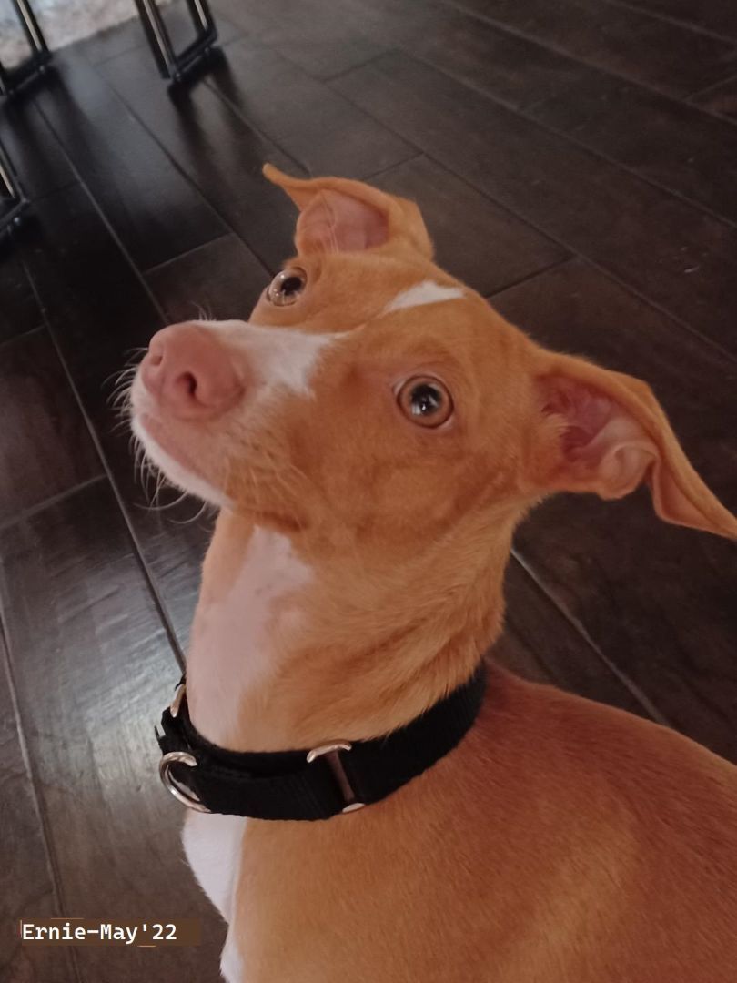 Enlarge Ernie , a Adopted mixed breed in Cypress, TX image 2/4