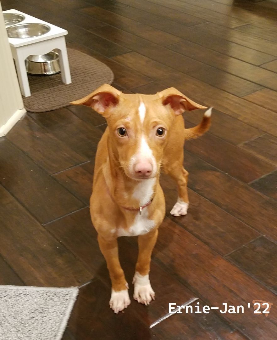 Enlarge Ernie , a Adopted mixed breed in Cypress, TX image 3/4