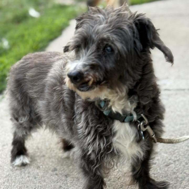 Walter (Hospice Program), Adoptable, Senior Male Terrier.