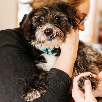 Enlarge Walter (Hospice Program), a Adoptable Terrier in Saint Cloud, MN image 2/5