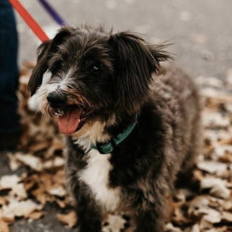 Enlarge Walter (Hospice Program), a Adoptable Terrier in Saint Cloud, MN image 5/5