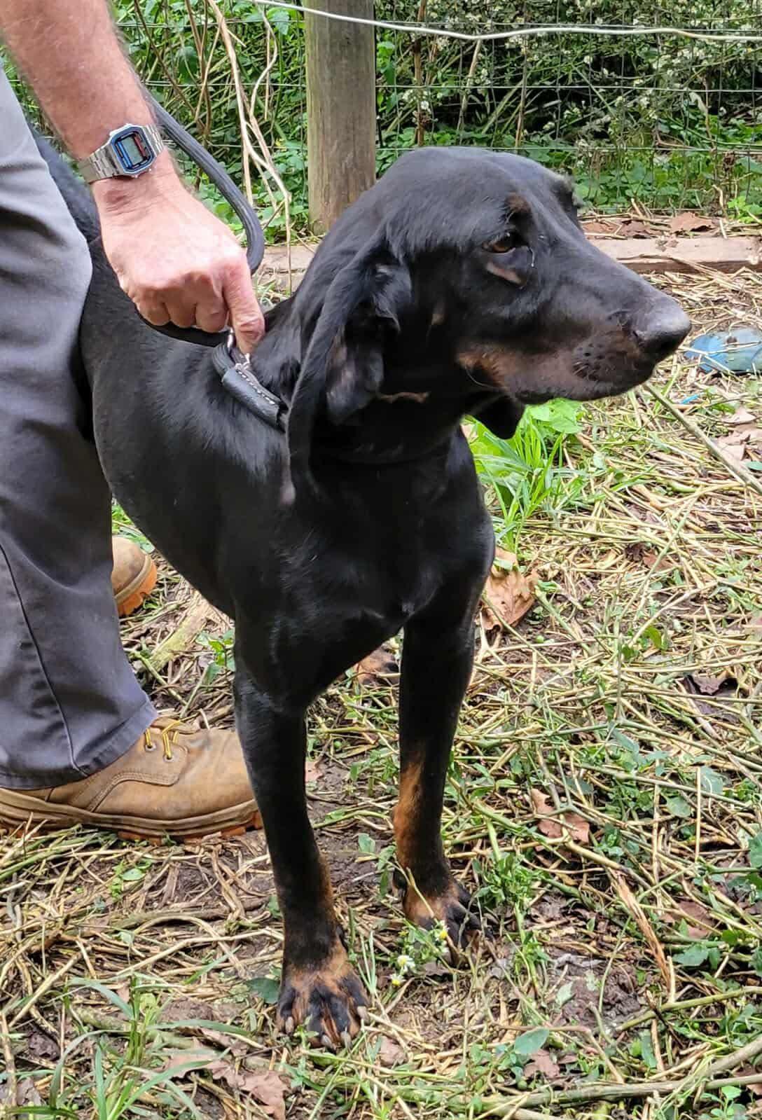 Enlarge Oats - Foster Me Please!, a ADOPTABLE Black and Tan Coonhound in North Bay, ON image 5/5