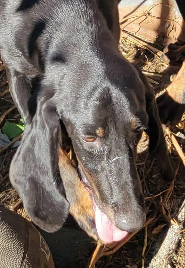 Enlarge Oats - Foster Me Please!, a ADOPTABLE Black and Tan Coonhound in North Bay, ON image 4/5