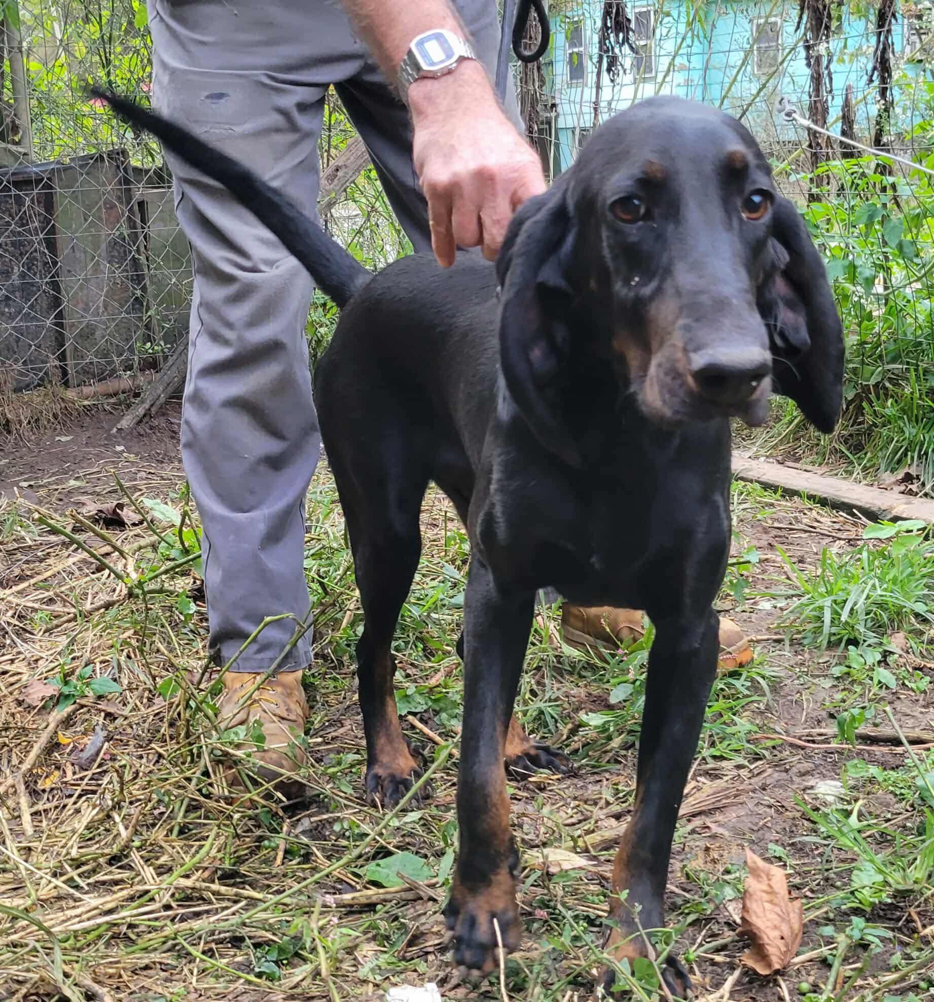 Enlarge Oats - Foster Me Please!, a ADOPTABLE Black and Tan Coonhound in North Bay, ON image 1/5