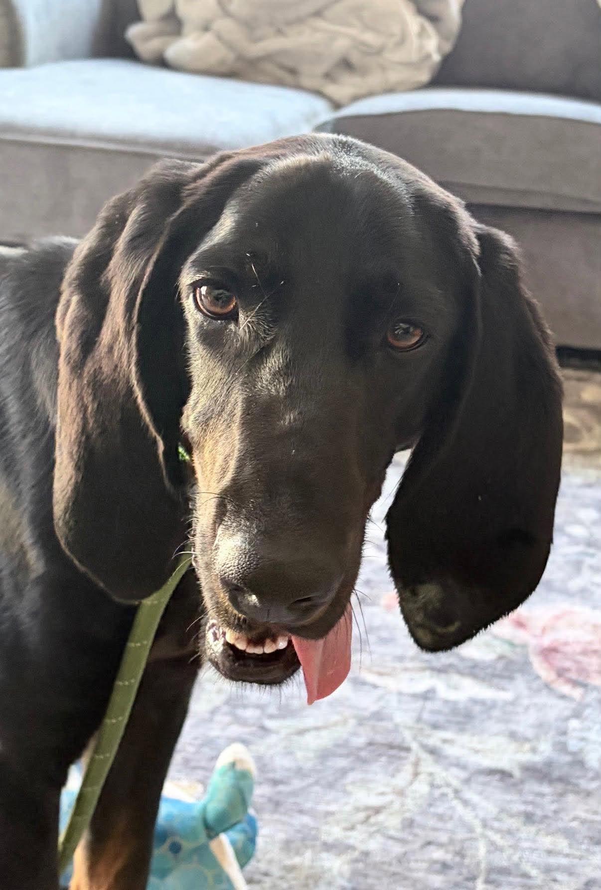 Oats - Special Needs, ADOPTABLE, Adult Male Black and Tan Coonhound.