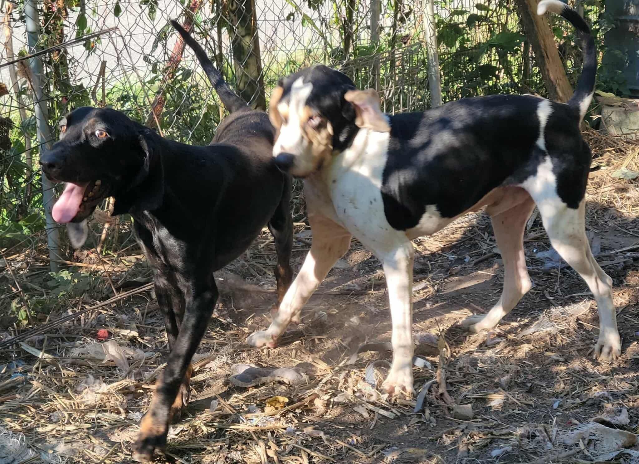Enlarge Oats - Foster Me Please!, a ADOPTABLE Black and Tan Coonhound in North Bay, ON image 2/5