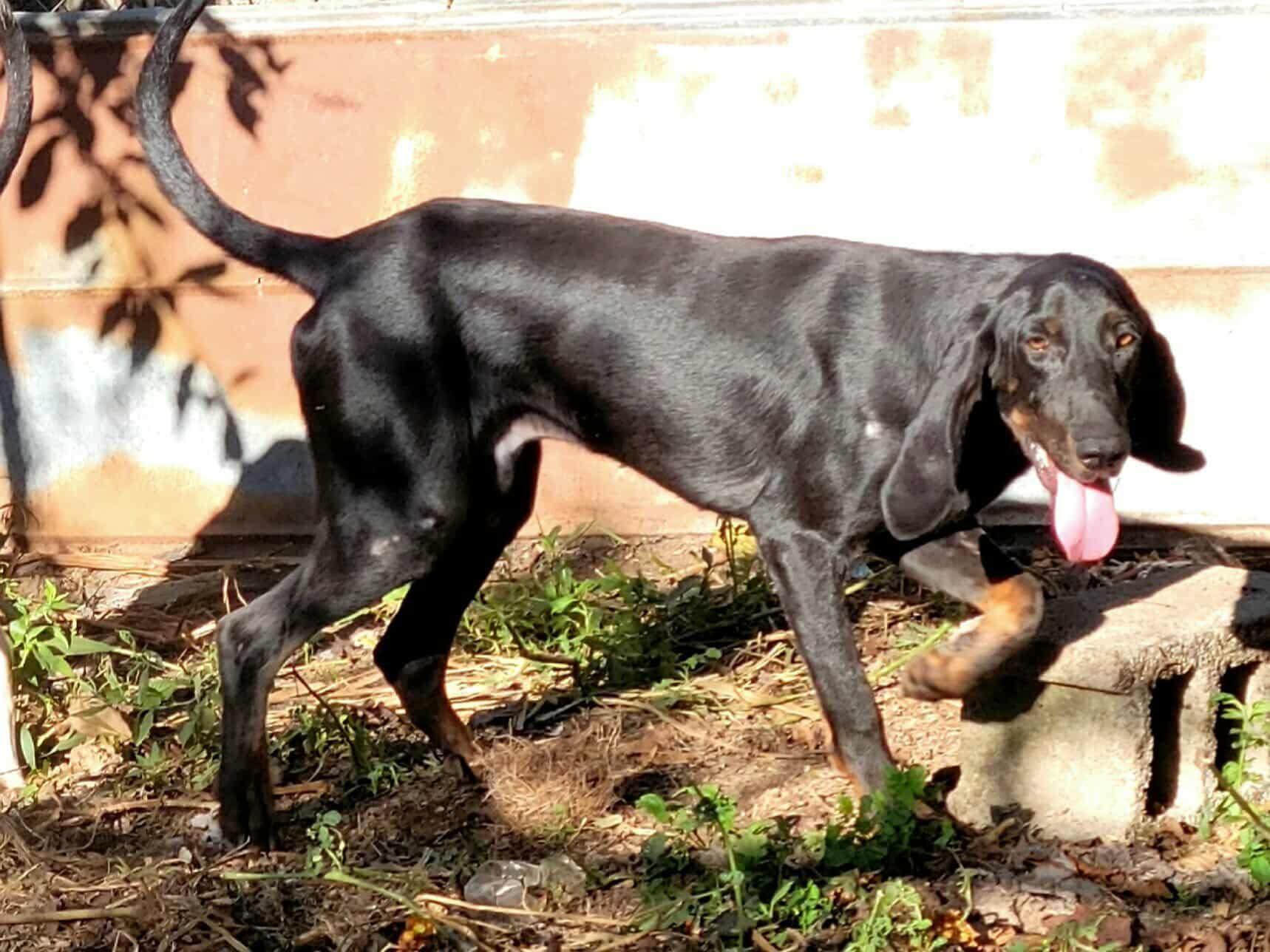 Oats - Special Needs, a ADOPTABLE Black and Tan Coonhound in North Bay, ON image 4/6
