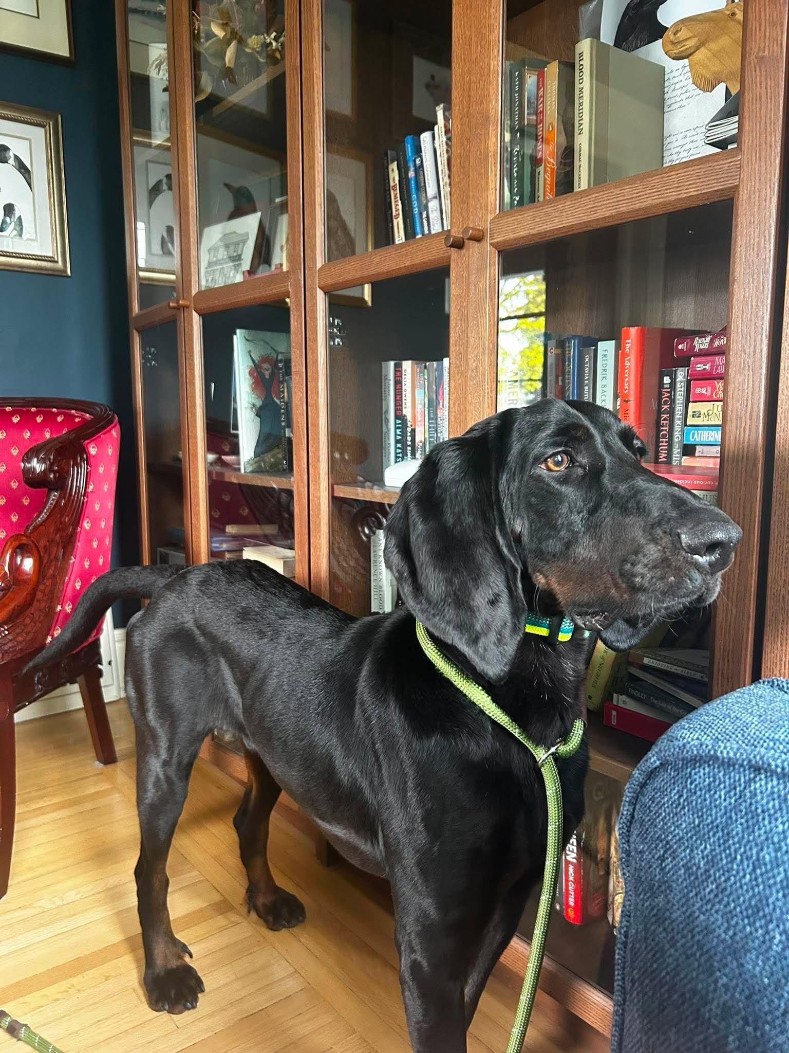 Oats - Special Needs, a ADOPTABLE Black and Tan Coonhound in North Bay, ON image 5/6