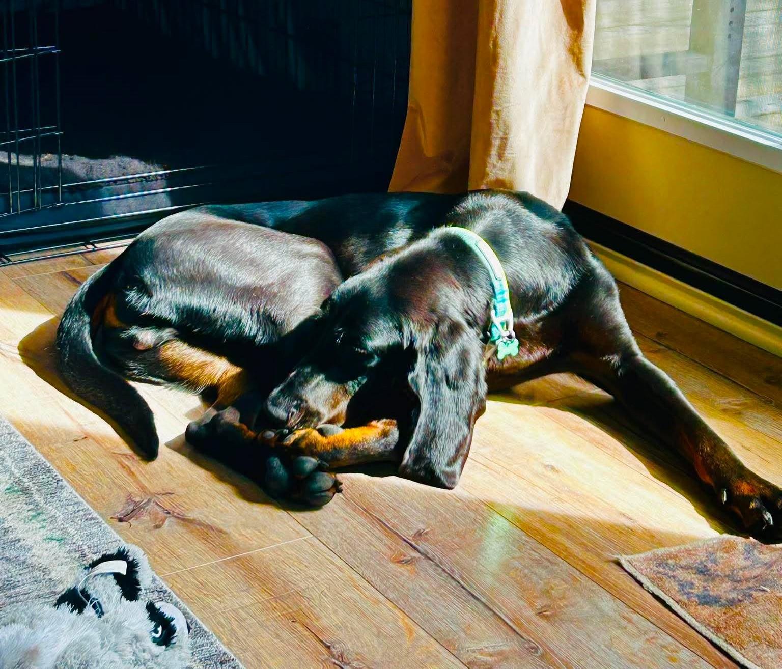 Oats - Special Needs, a ADOPTABLE Black and Tan Coonhound in North Bay, ON image 6/6