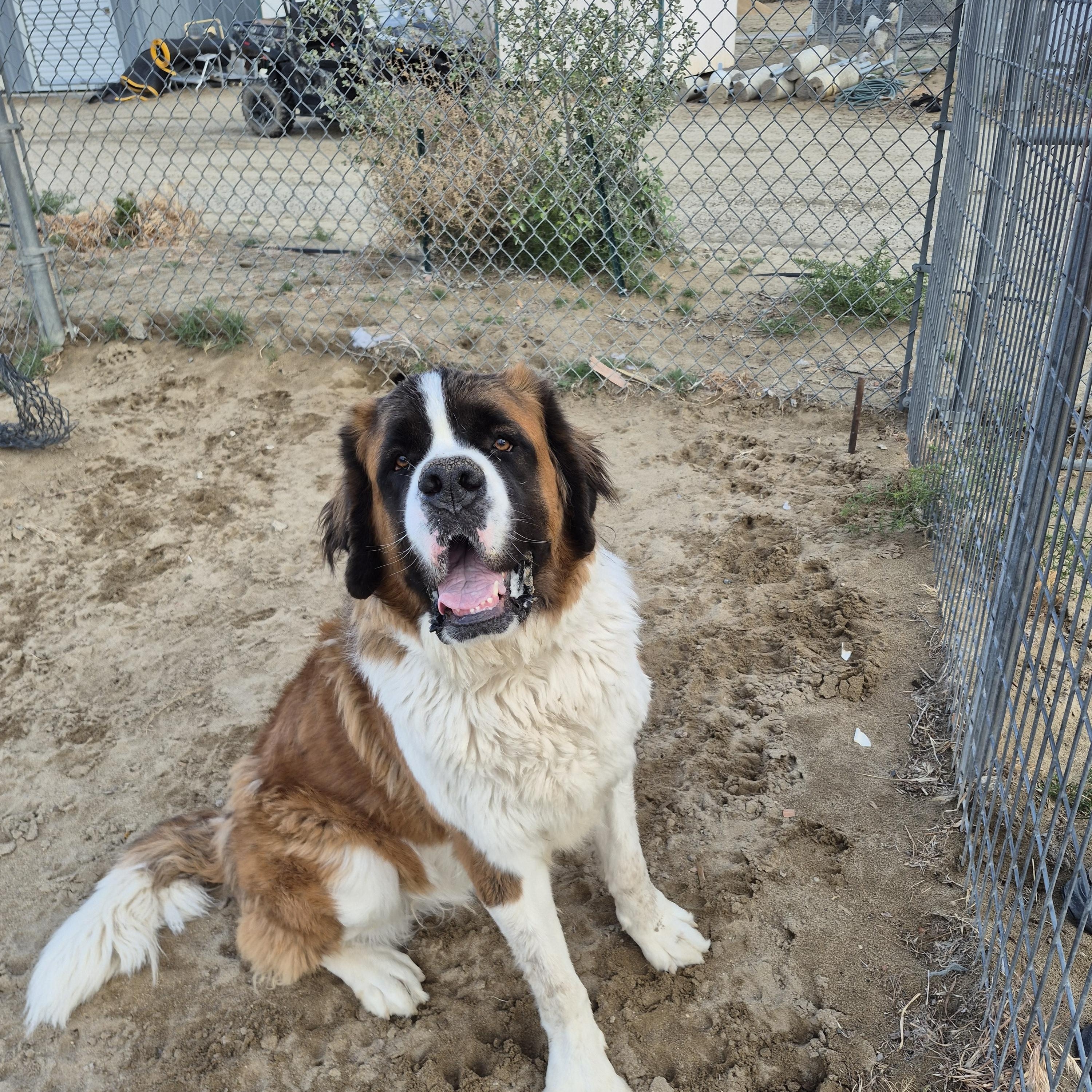MACK, ADOPTABLE, Young Male Saint Bernard.