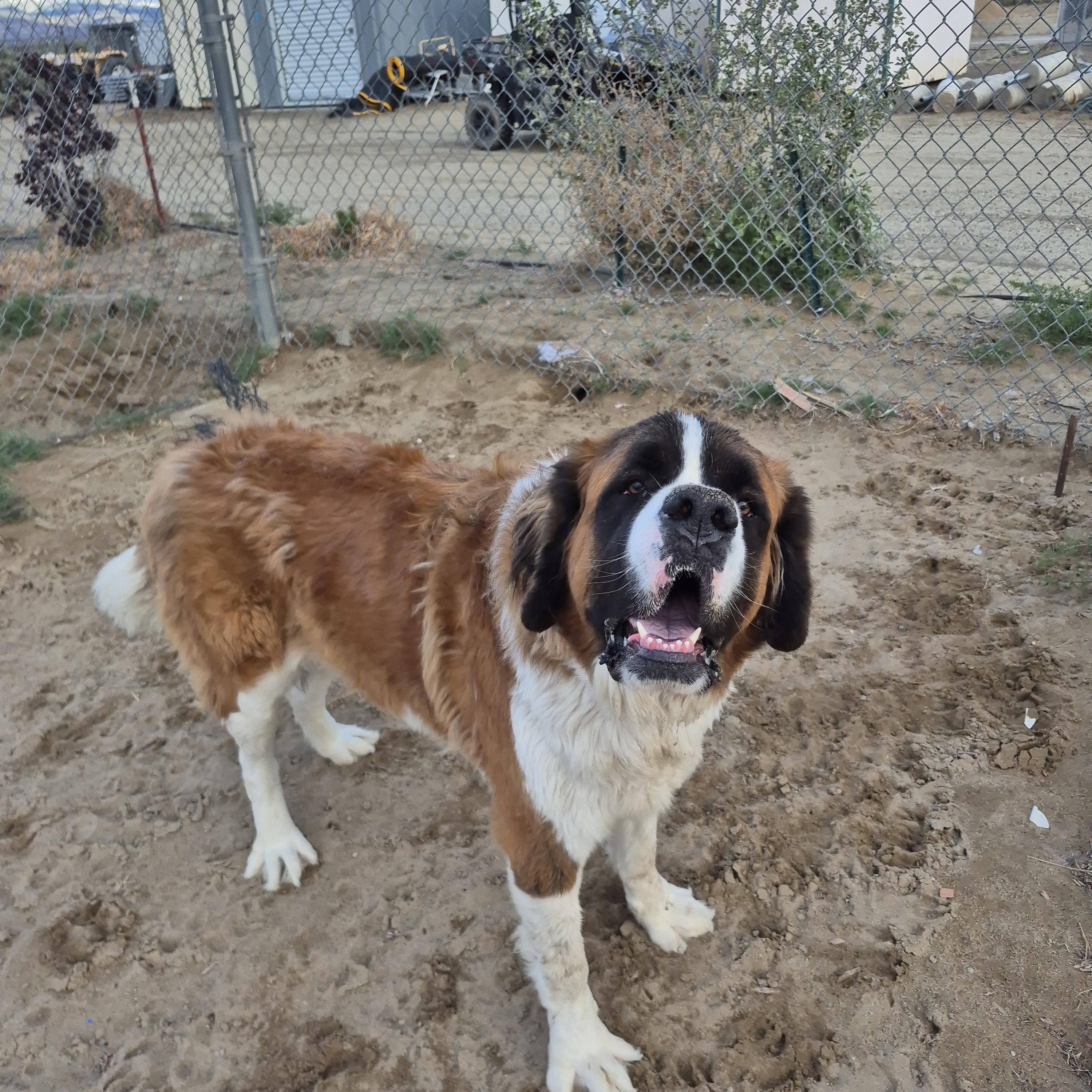 MACK, a ADOPTABLE Saint Bernard in Sparks, NV image 4/4
