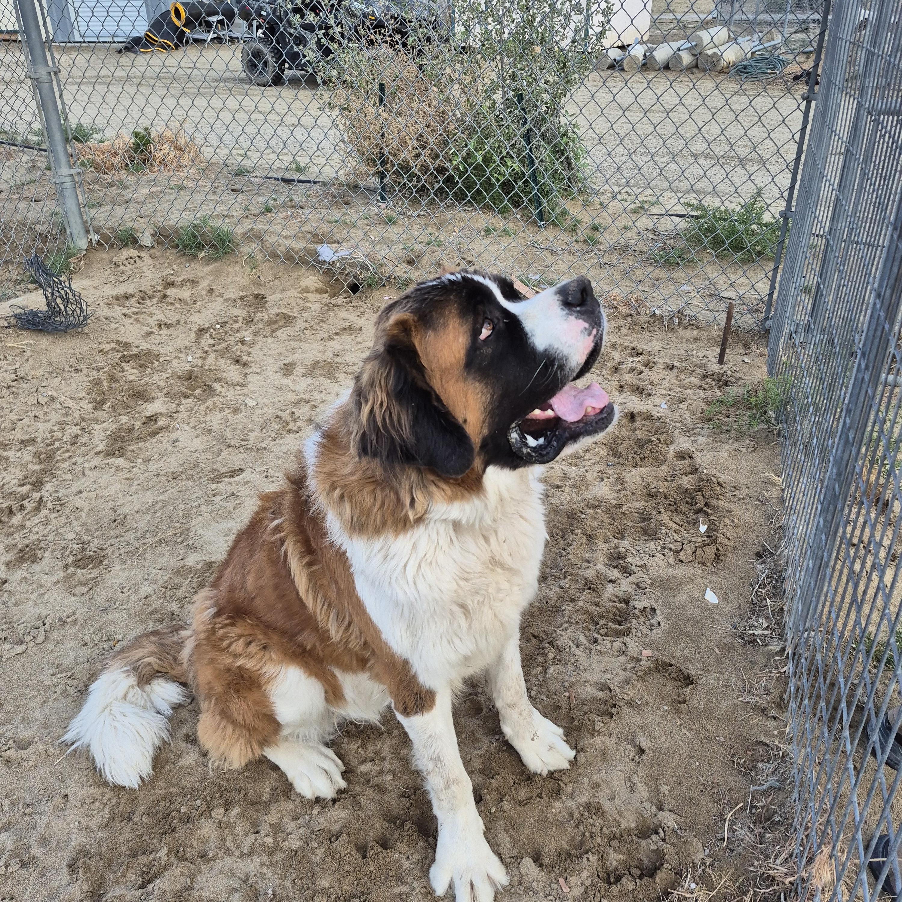 MACK, a ADOPTABLE Saint Bernard in Sparks, NV image 3/4