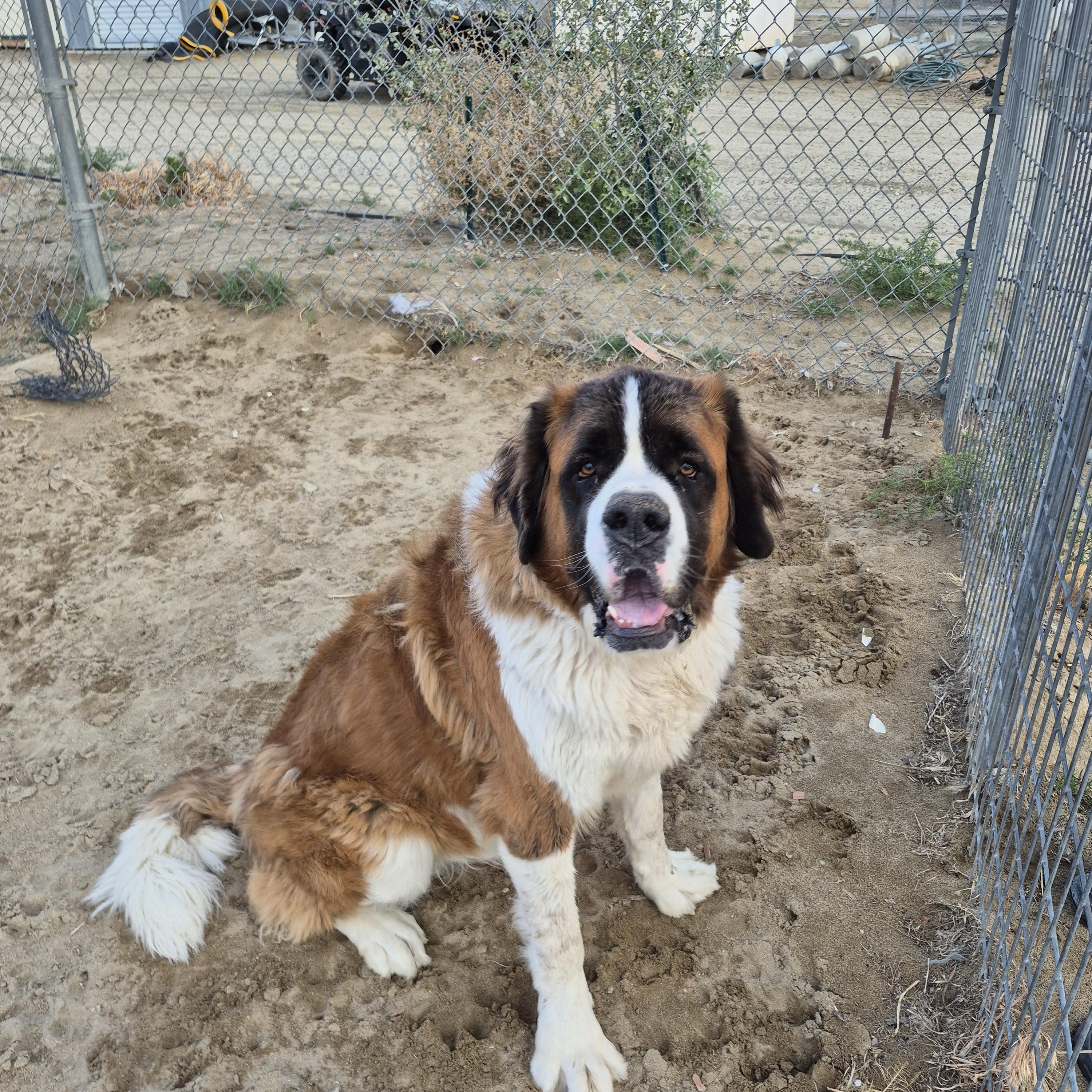 MACK, a ADOPTABLE Saint Bernard in Sparks, NV image 2/4