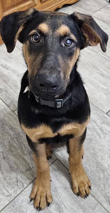 Enlarge Merlin, a ADOPTABLE mixed breed in Cincinnati, OH image 1/1