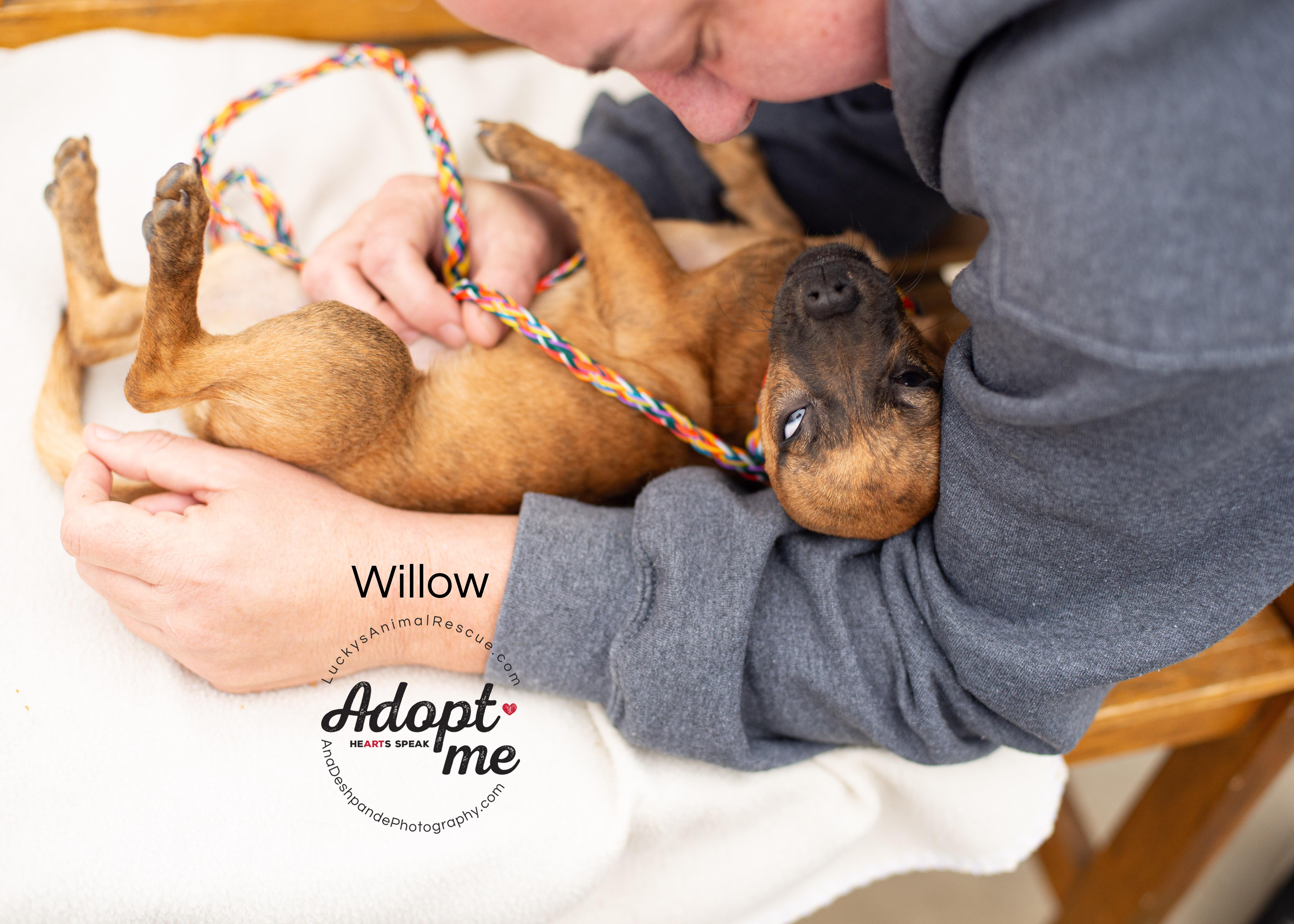 Enlarge Willow, an adopted mixed breed in Bakersfield, CA image 3/4