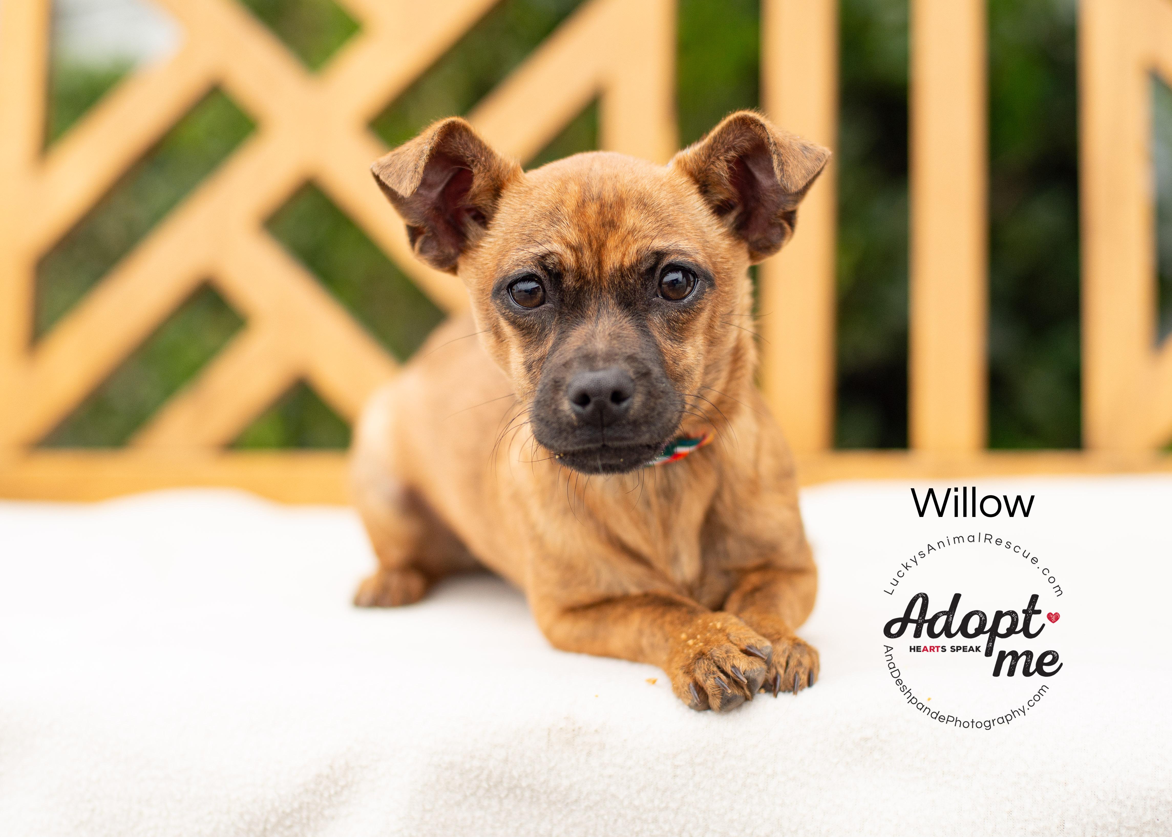 Enlarge Willow, an adopted mixed breed in Bakersfield, CA image 2/4