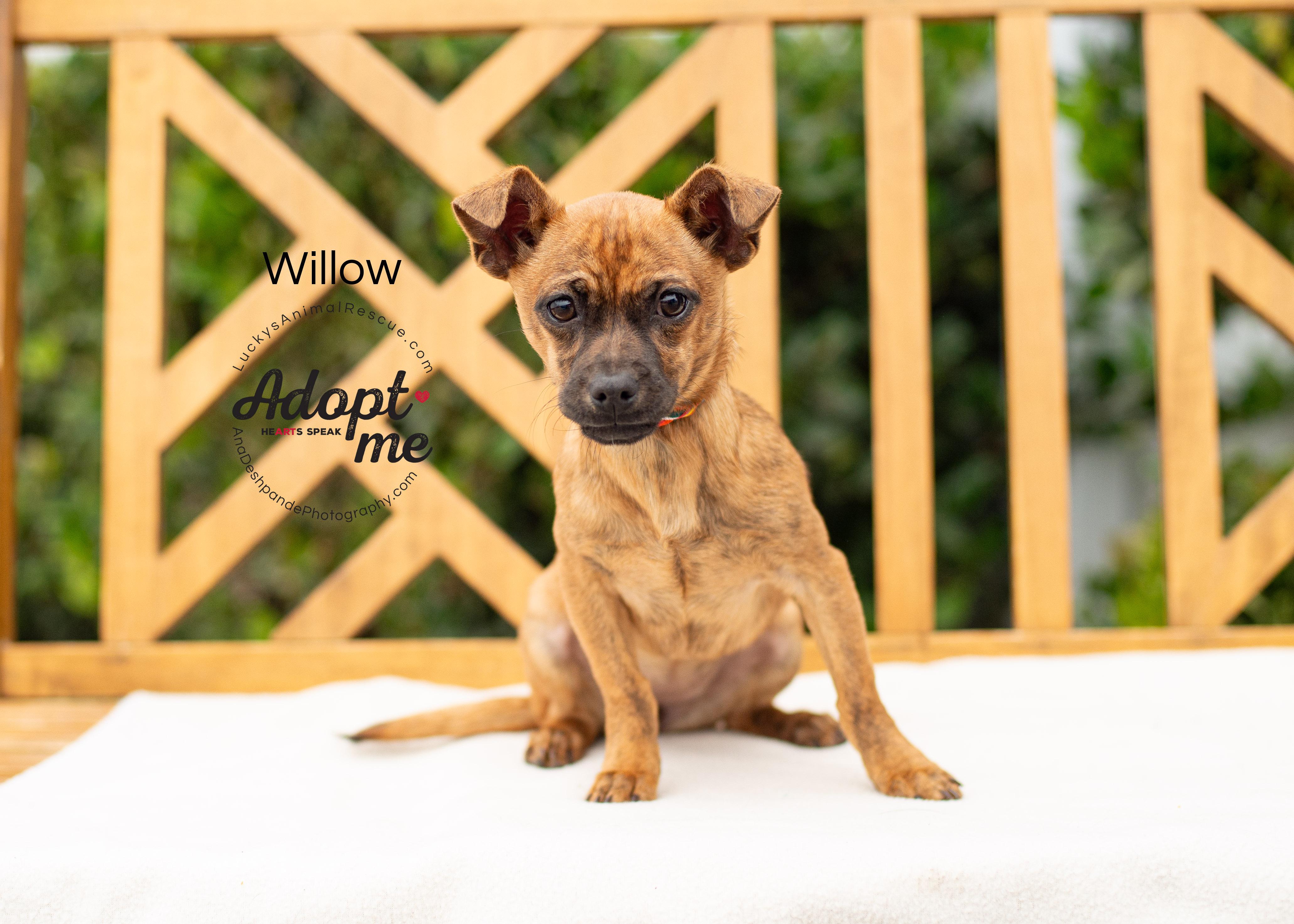 Enlarge Willow, an adopted mixed breed in Bakersfield, CA image 1/4