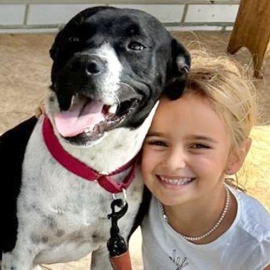 Triton, an adoptable Bulldog, Terrier in Key West, FL, 33040 | Photo Image 2