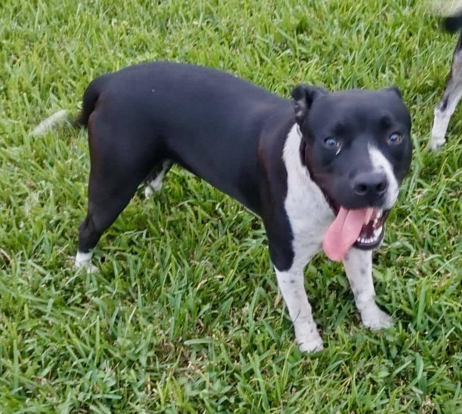 Triton, an adoptable Bulldog, Terrier in Key West, FL, 33040 | Photo Image 3