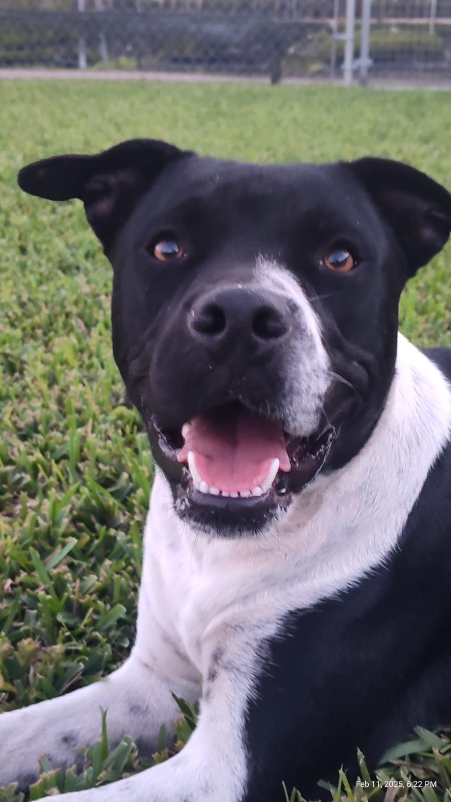 Triton, an adoptable Bulldog, Terrier in Key West, FL, 33040 | Photo Image 1