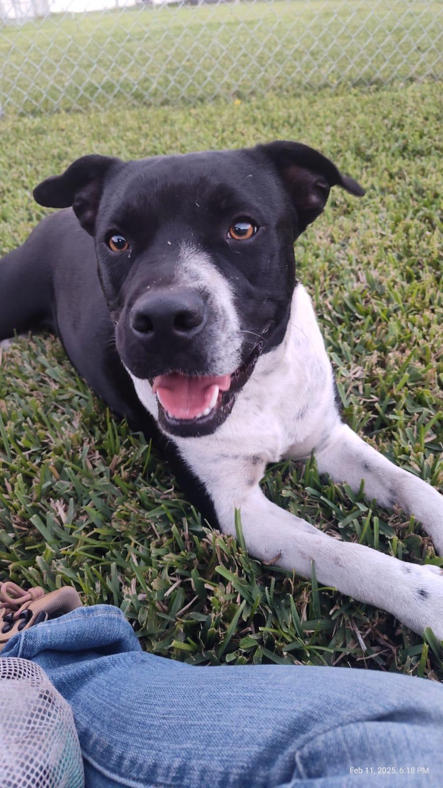 Triton, an adoptable Bulldog, Terrier in Key West, FL, 33040 | Photo Image 5