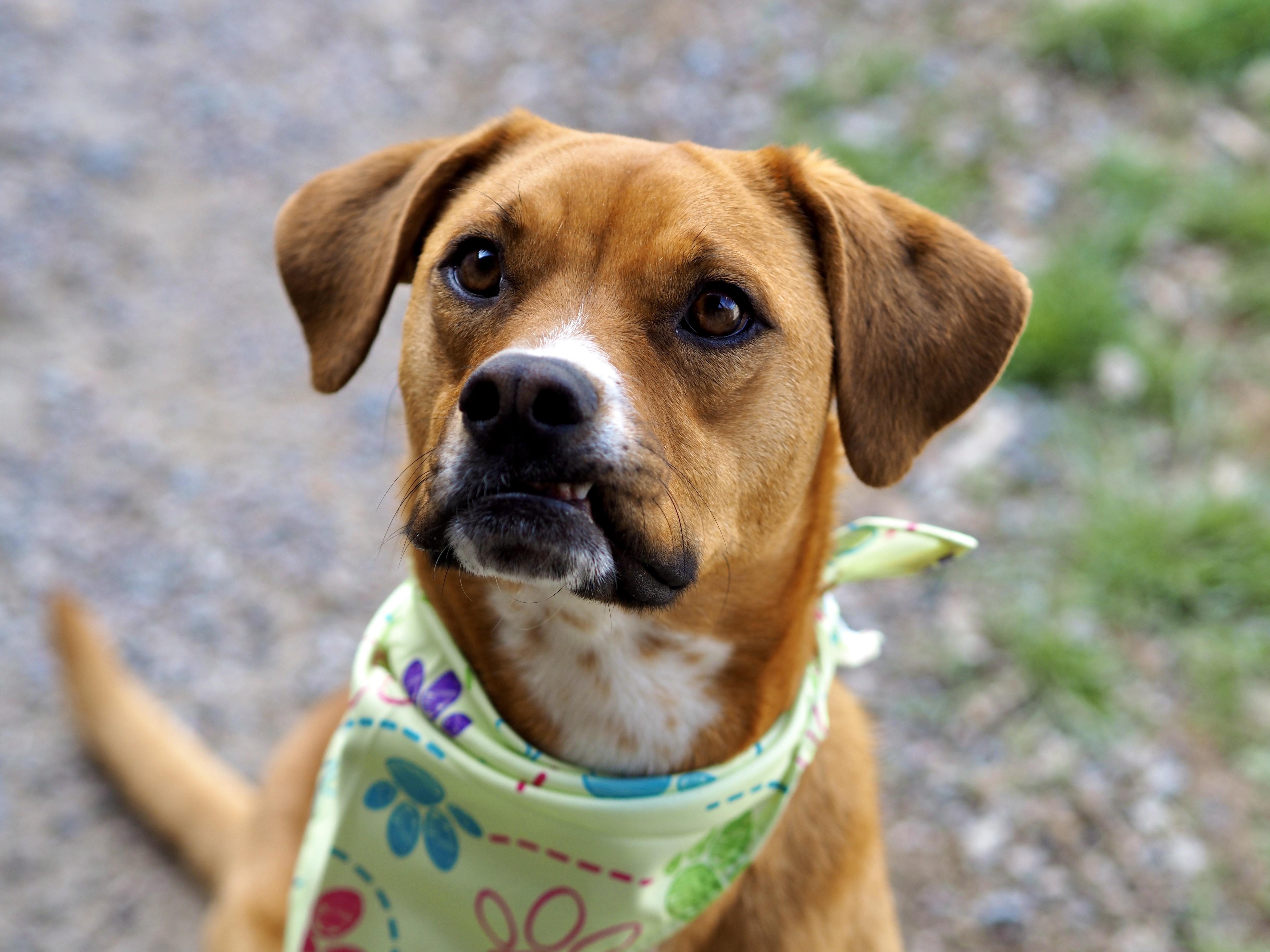 Enlarge Penelope, a ADOPTABLE Mixed Breed in Buena Vista, CO image 2/3