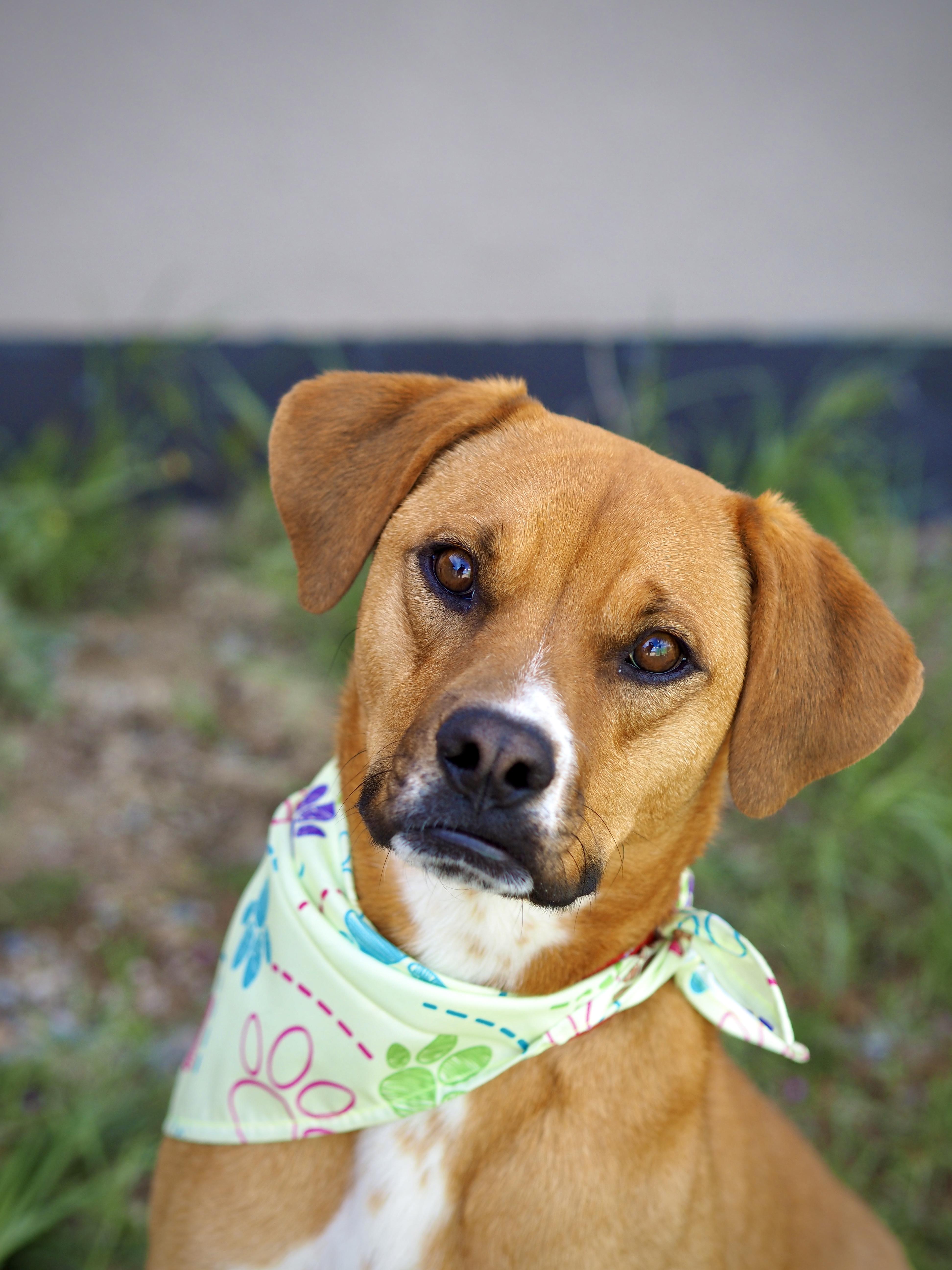 Enlarge Penelope, a ADOPTABLE Mixed Breed in Buena Vista, CO image 1/3