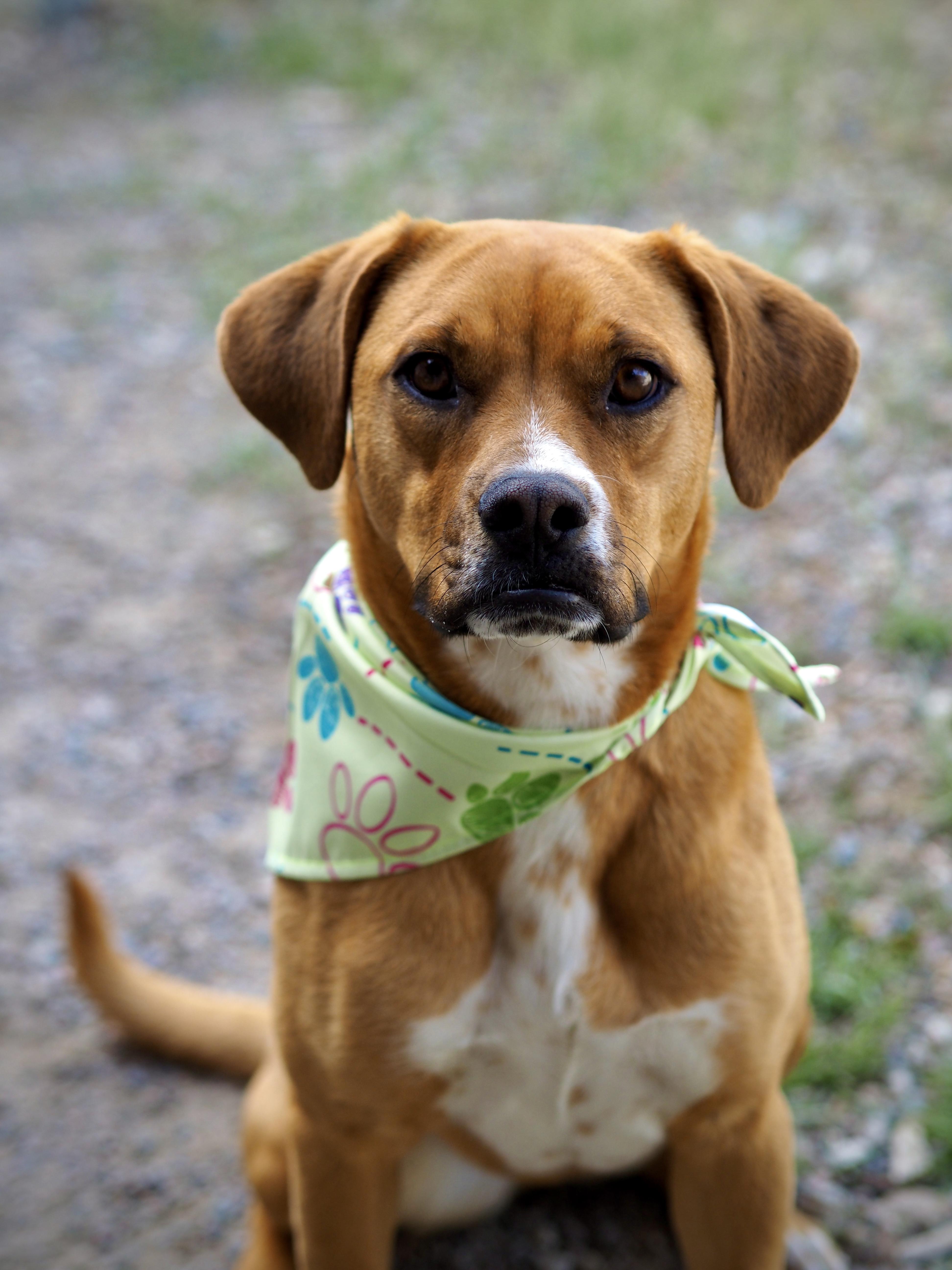 Enlarge Penelope, a ADOPTABLE Mixed Breed in Buena Vista, CO image 3/3