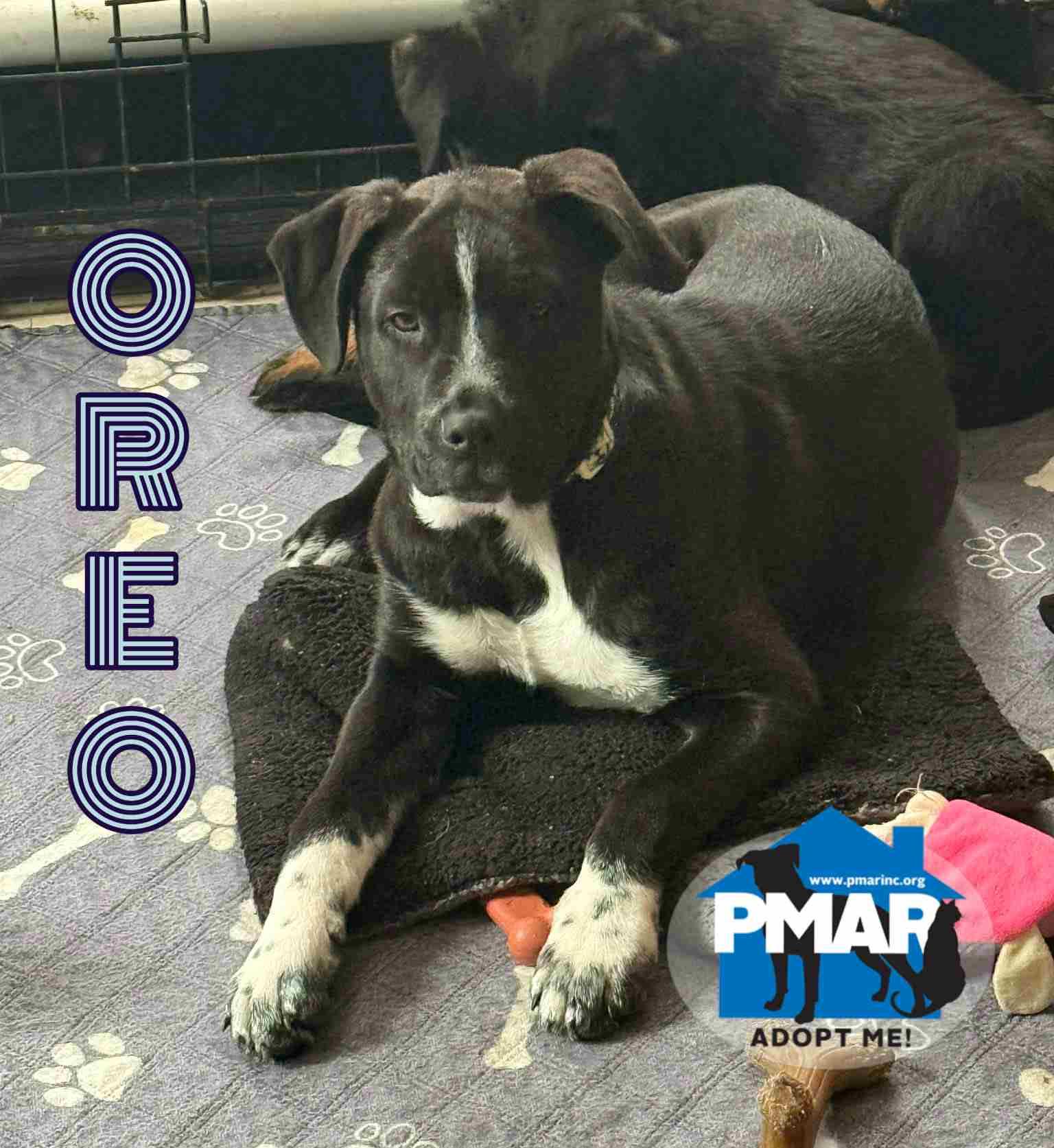 Oreo, ADOPTABLE, Puppy Male Pit Bull Terrier.