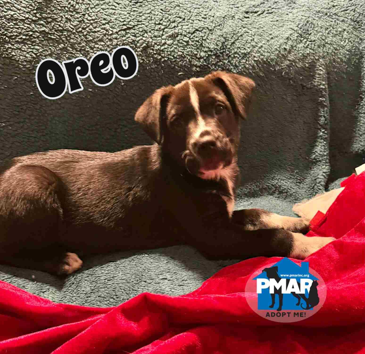 Enlarge Oreo, a ADOPTABLE mixed breed in Binghamton, NY image 3/4