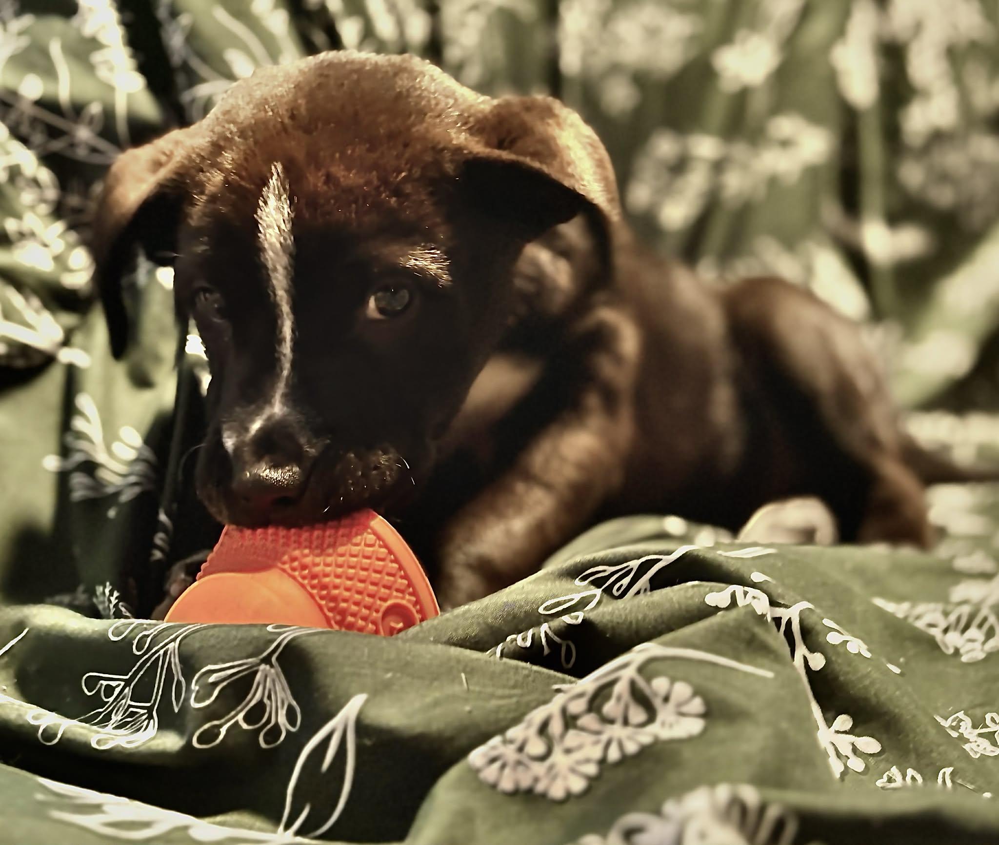 Enlarge Oreo, a ADOPTABLE mixed breed in Binghamton, NY image 4/4