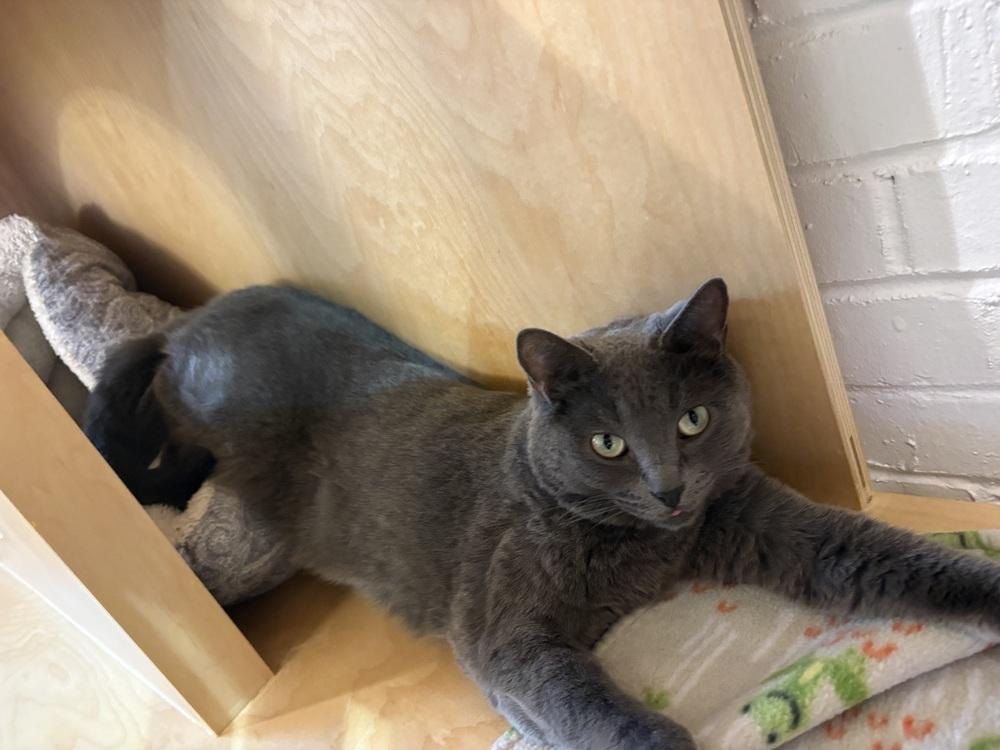 Totoro - At Felius Cat Cafe, Adoptable, Adult Male Domestic Short Hair.