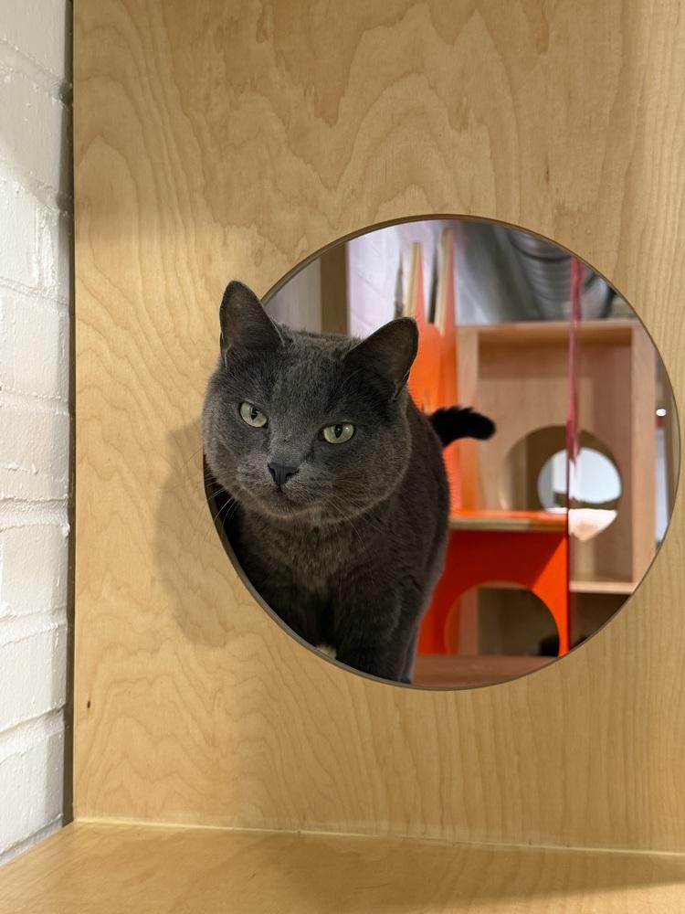 Enlarge Totoro - At Felius Cat Cafe, a Adoptable Domestic Short Hair in Omaha, NE image 2/6