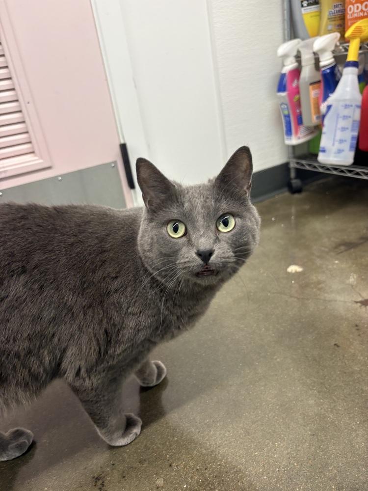 Enlarge Totoro - At Felius Cat Cafe, a Adoptable Domestic Short Hair in Omaha, NE image 3/6